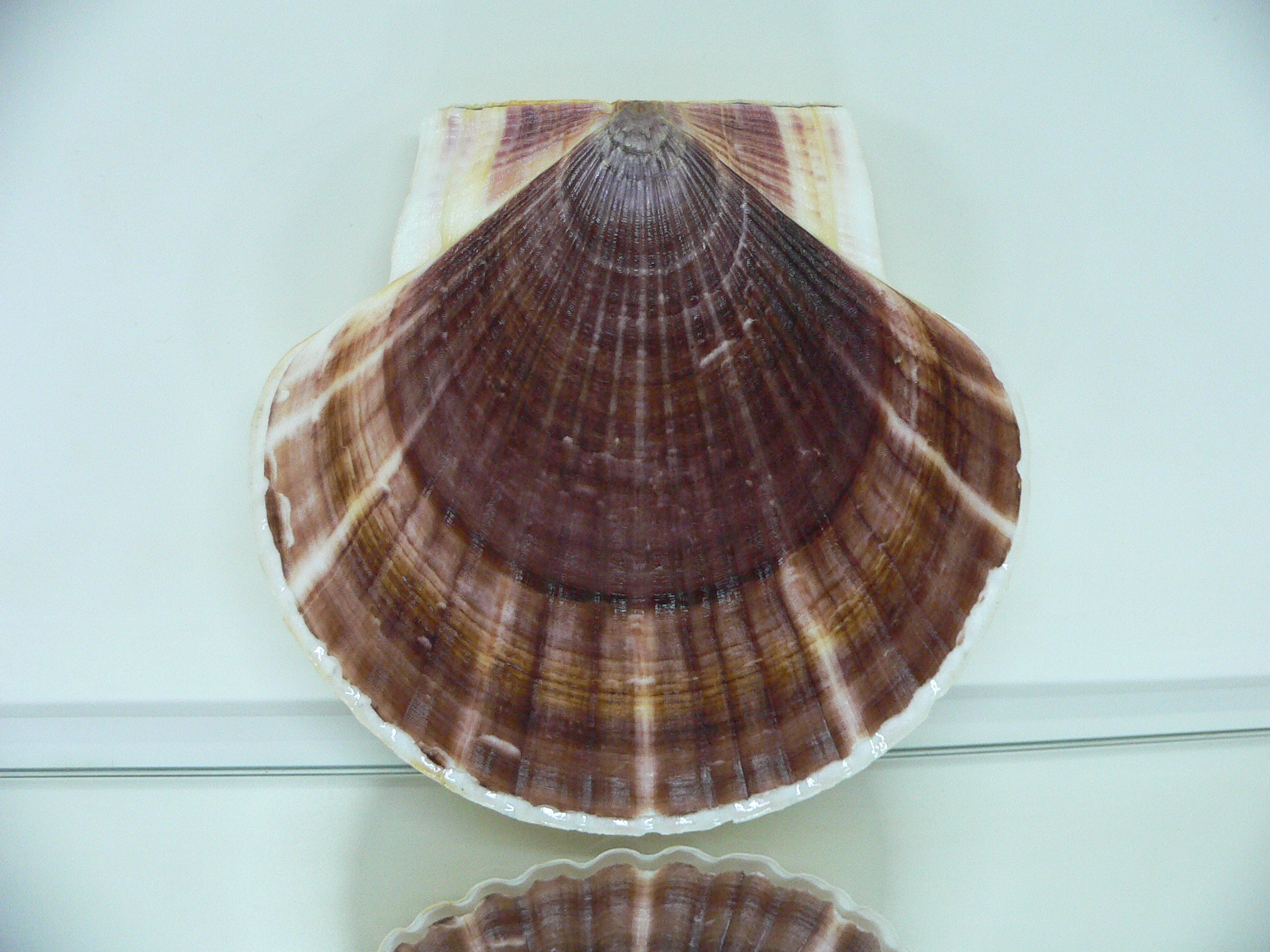 Patinopecten yessoensis RADIANT