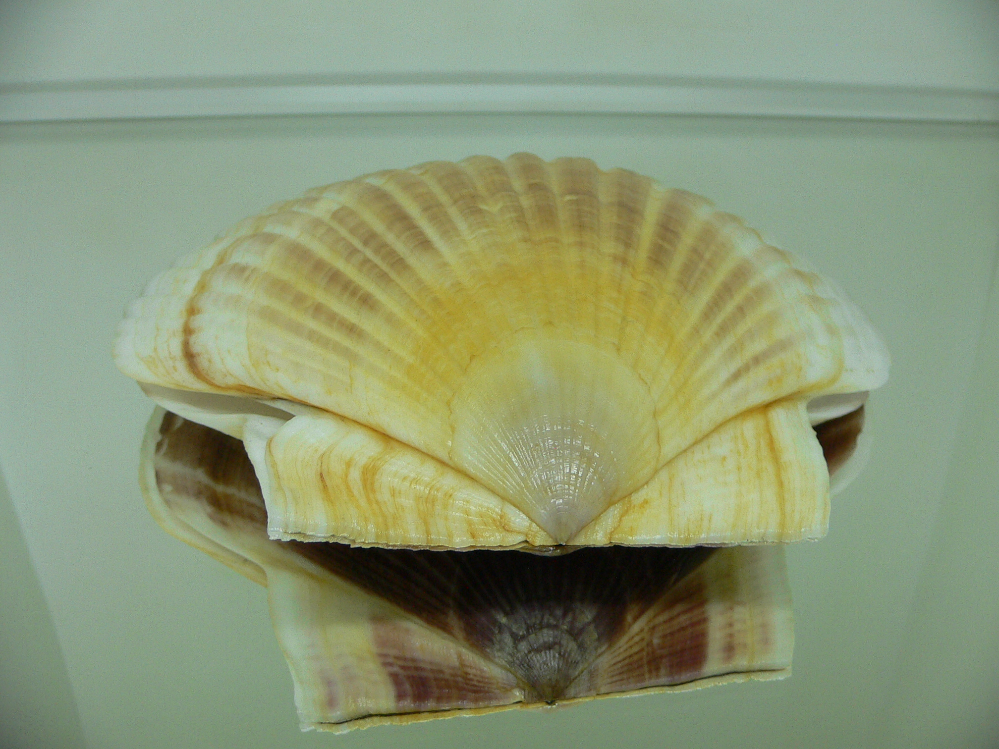 Patinopecten yessoensis RADIANT