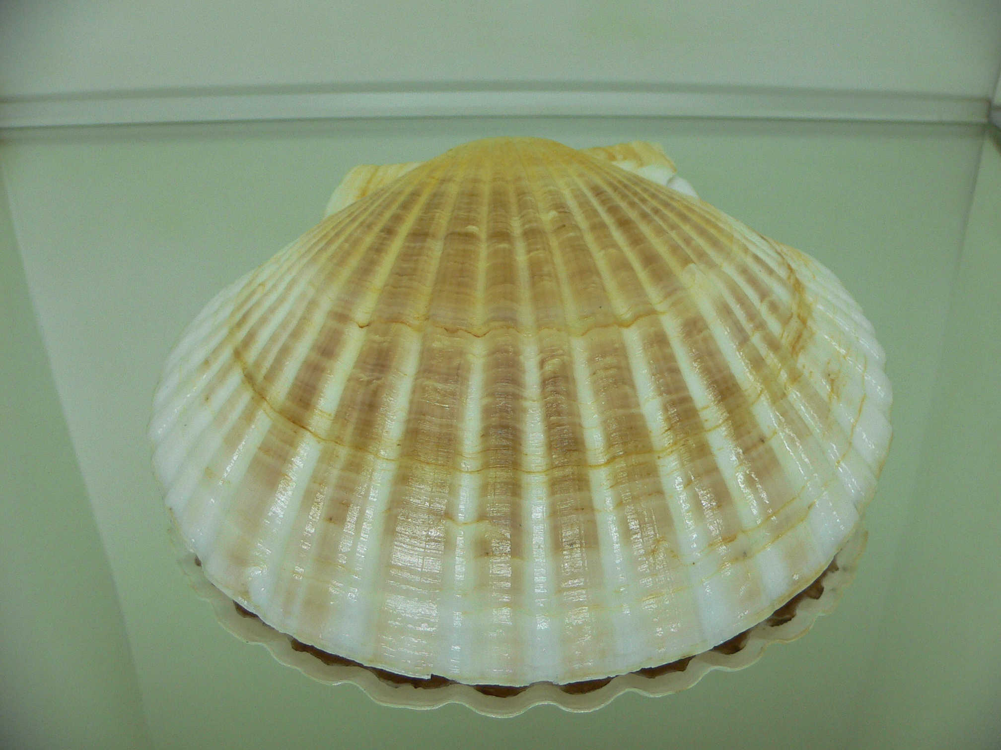 Patinopecten yessoensis RADIANT