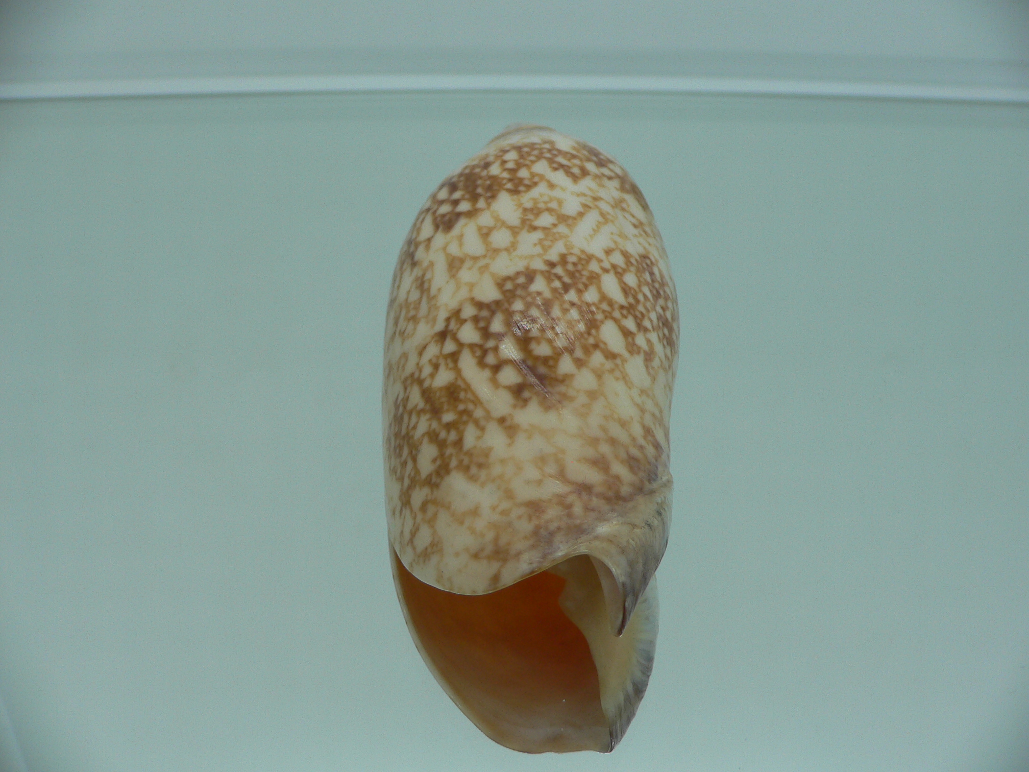 Amoria damoni reticulata (var.) BIG