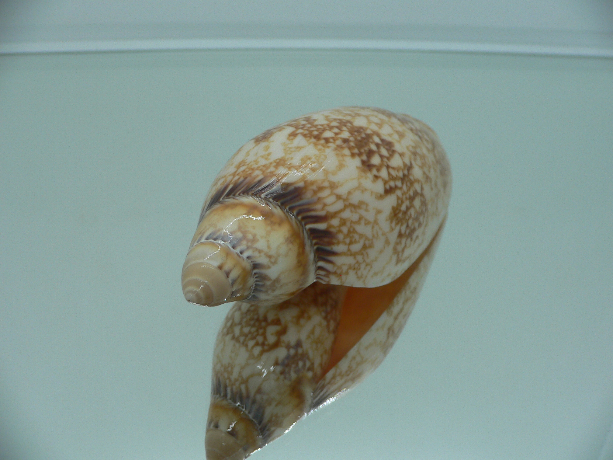 Amoria damoni reticulata (var.) BIG