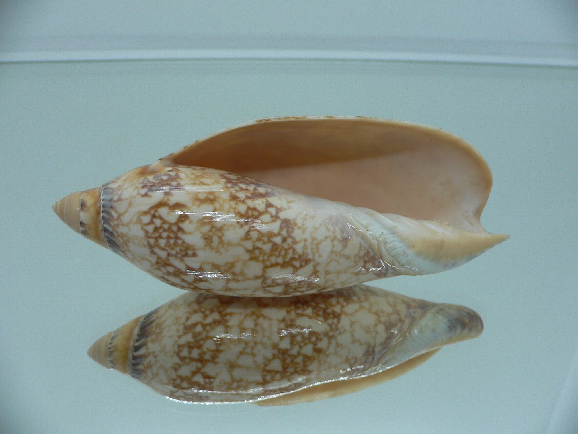 Amoria damoni reticulata (var.) BIG