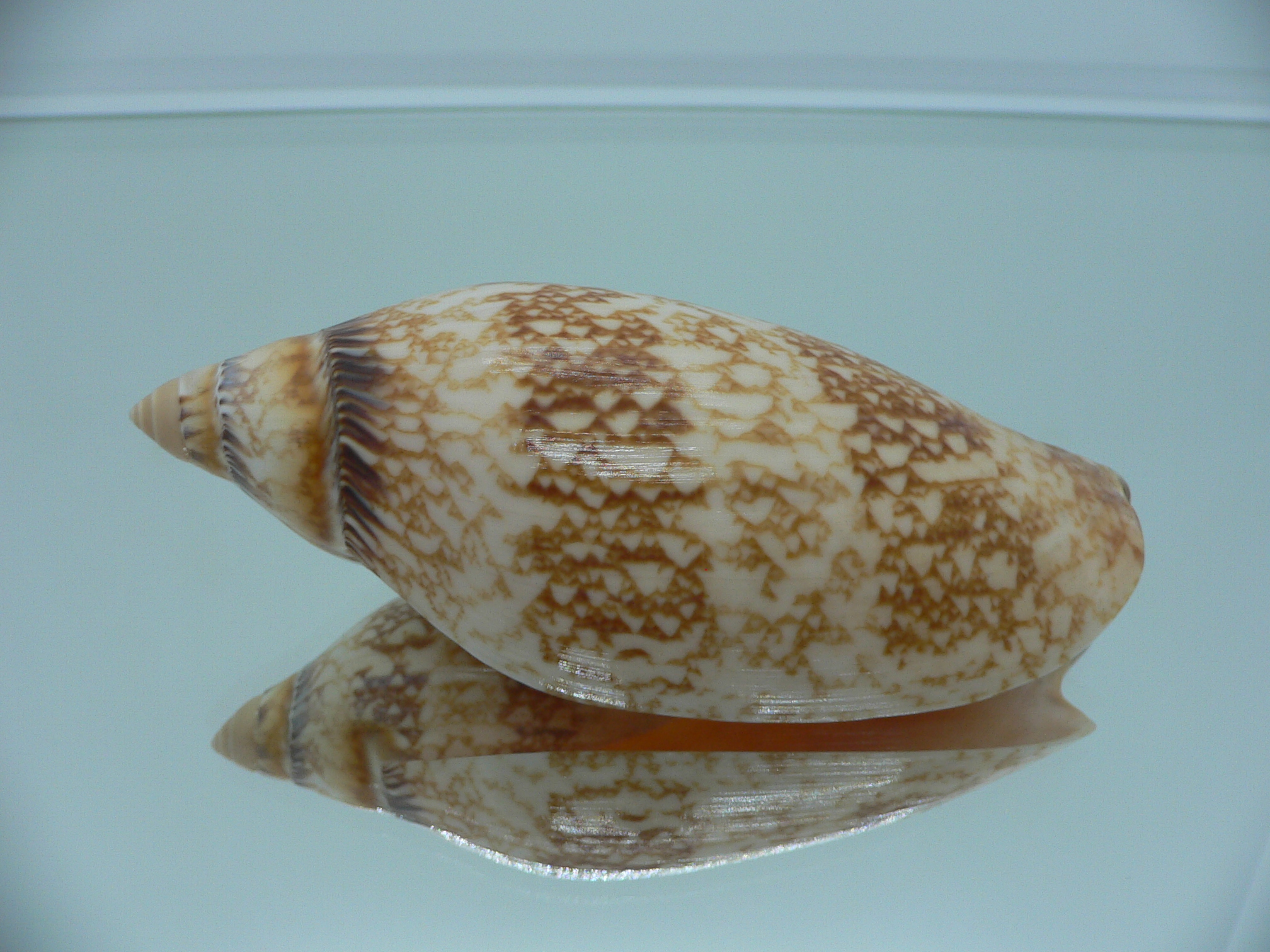 Amoria damoni reticulata (var.) BIG