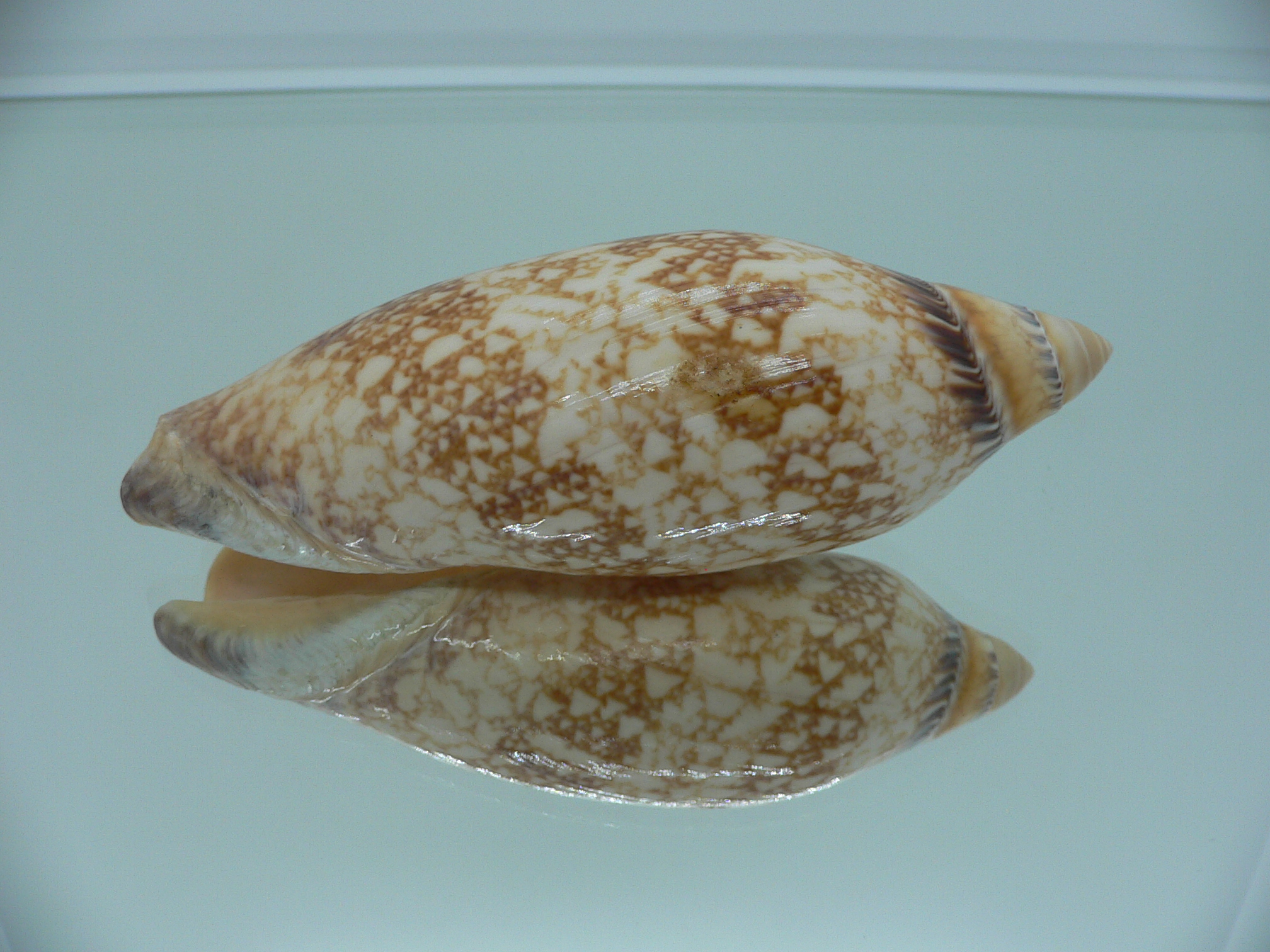 Amoria damoni reticulata (var.) BIG