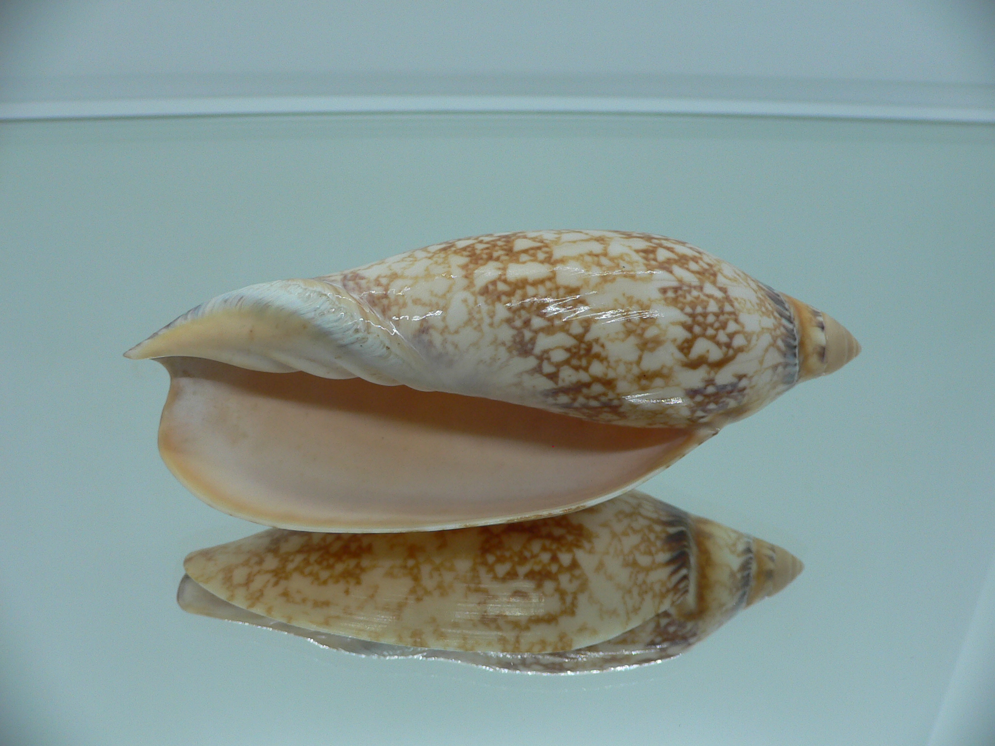 Amoria damoni reticulata (var.) BIG