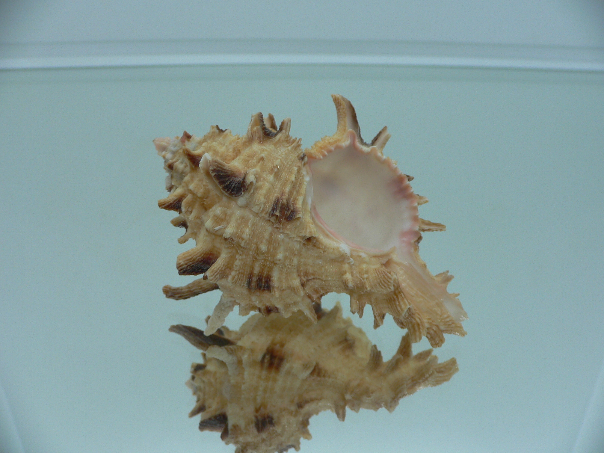 Hexaplex duplex ELONGATE