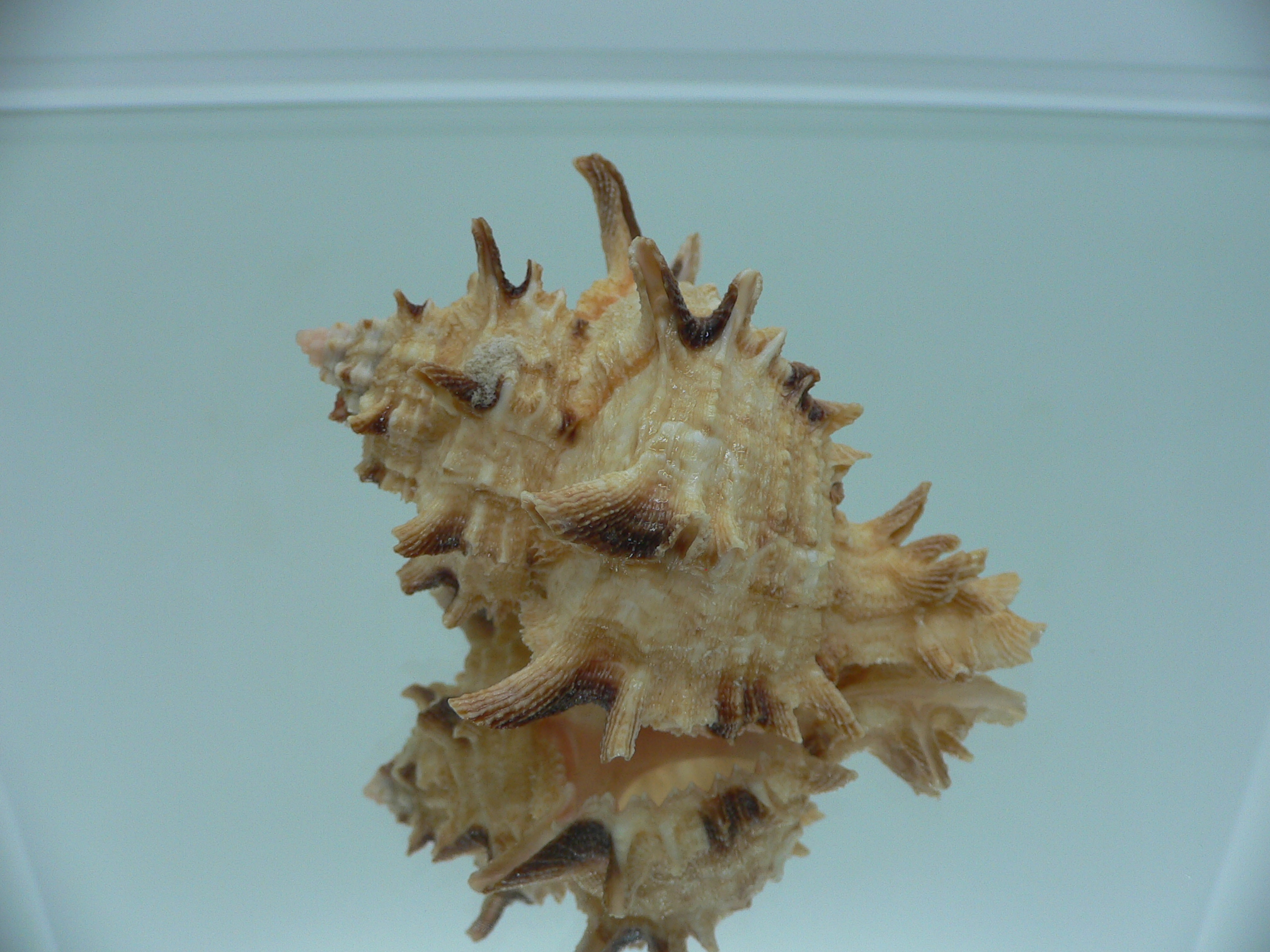 Hexaplex duplex ELONGATE