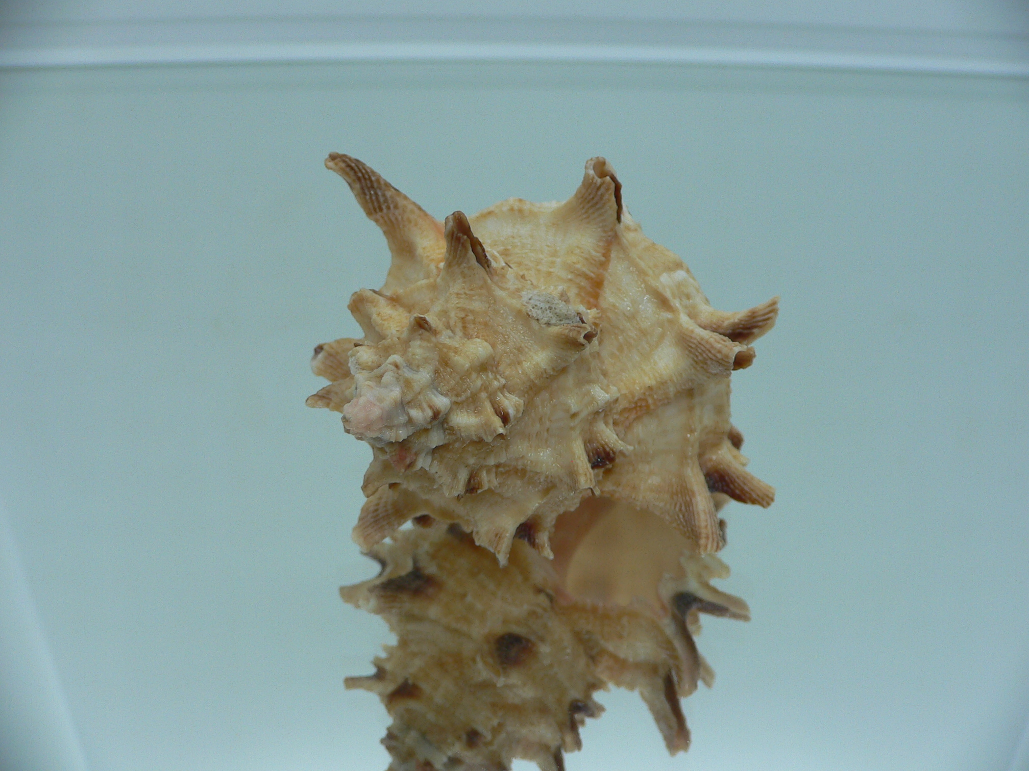 Hexaplex duplex ELONGATE