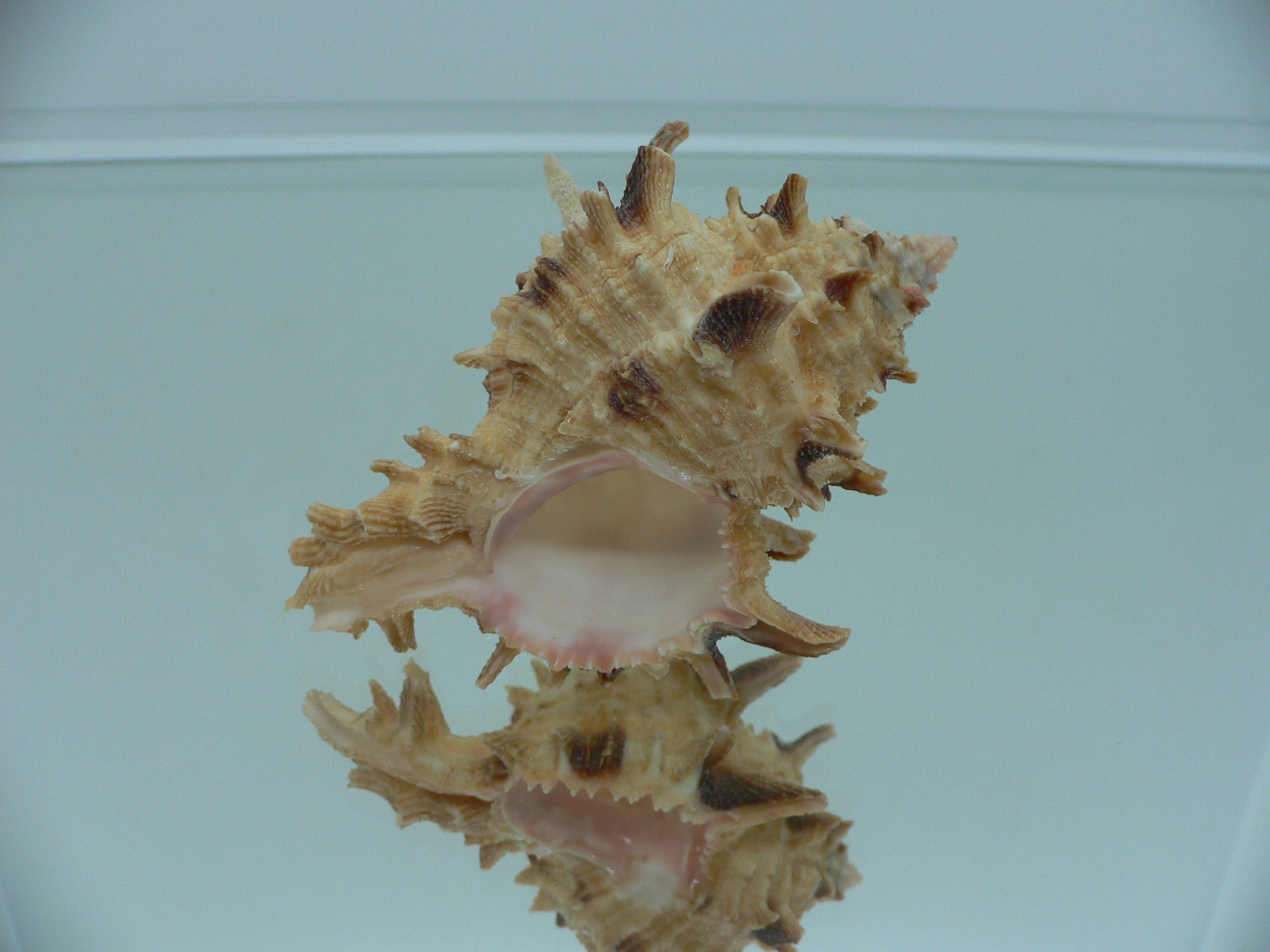 Hexaplex duplex ELONGATE