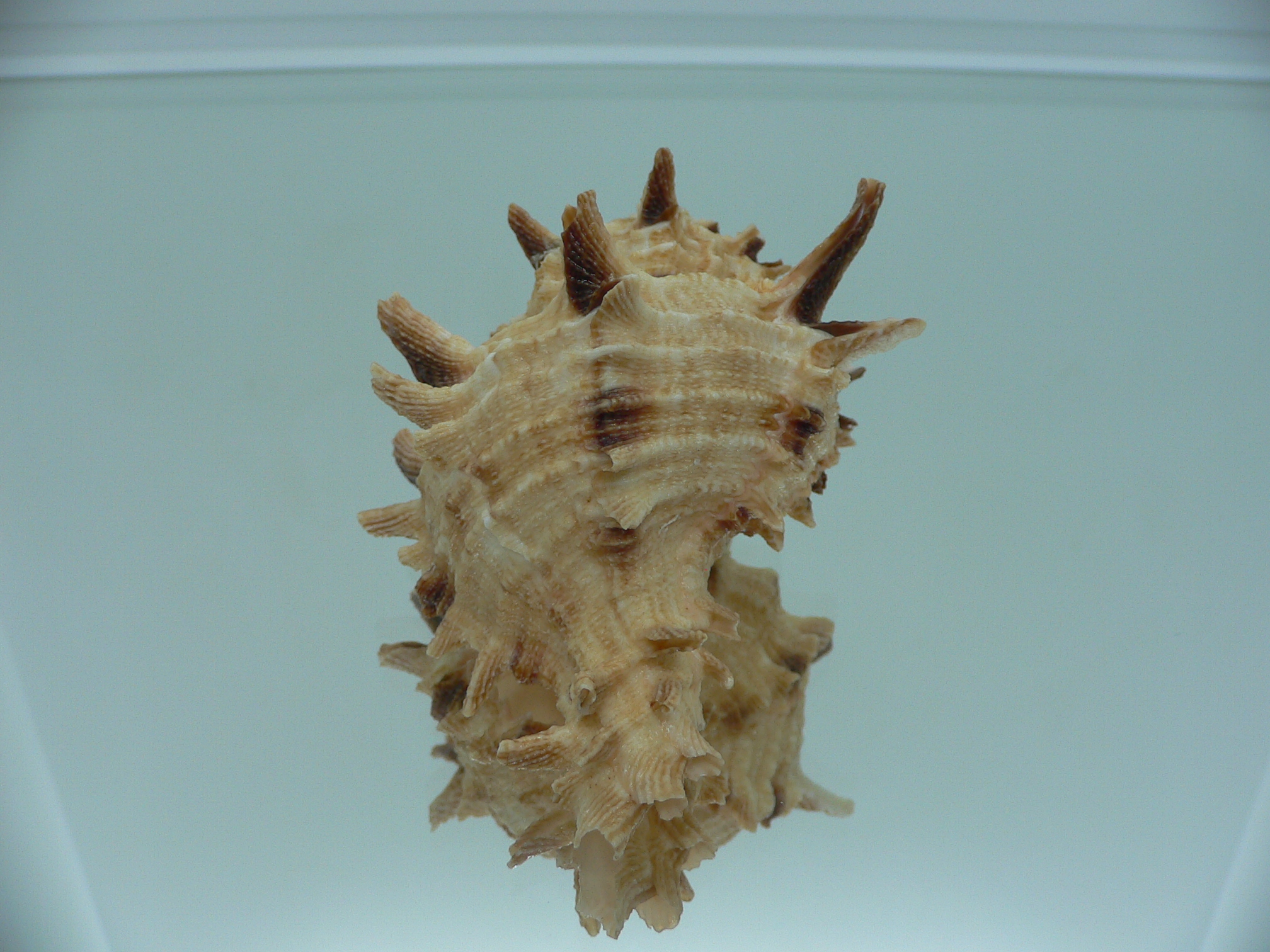 Hexaplex duplex ELONGATE