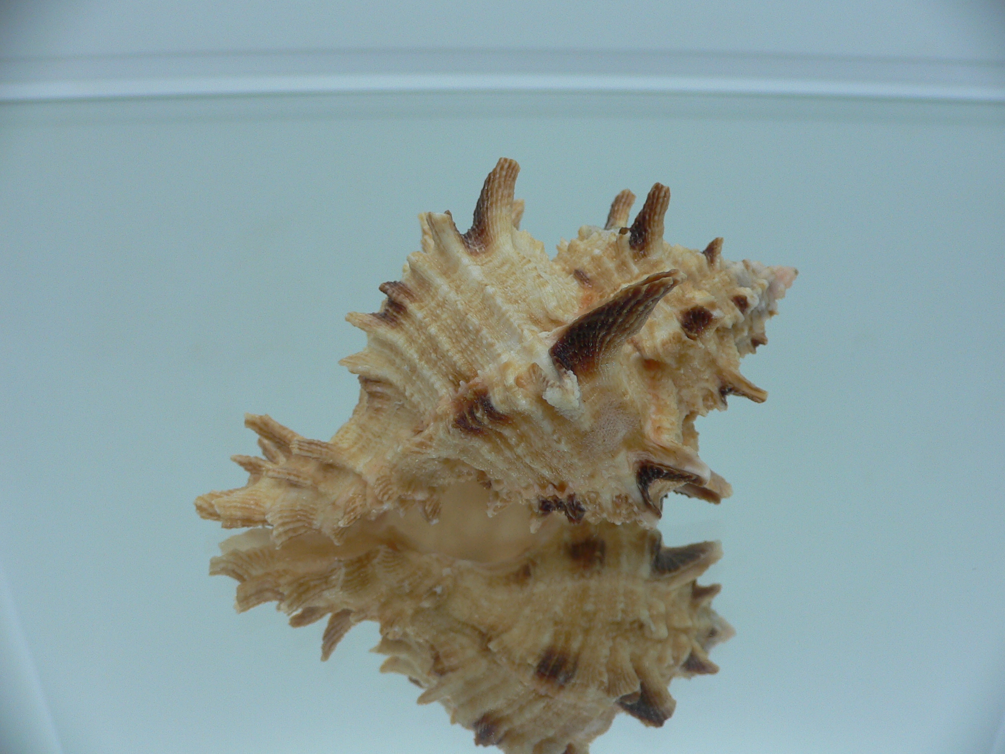 Hexaplex duplex ELONGATE