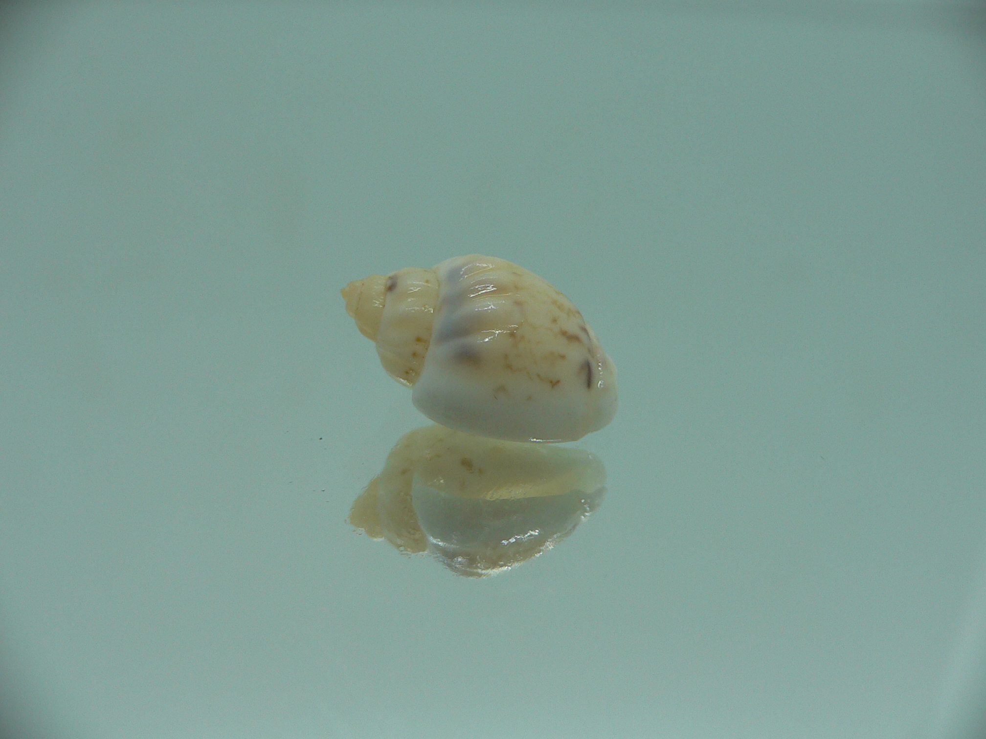 Nassodonta dorri (Oligohalinophila dorri) BRIGHT & VERY BIG