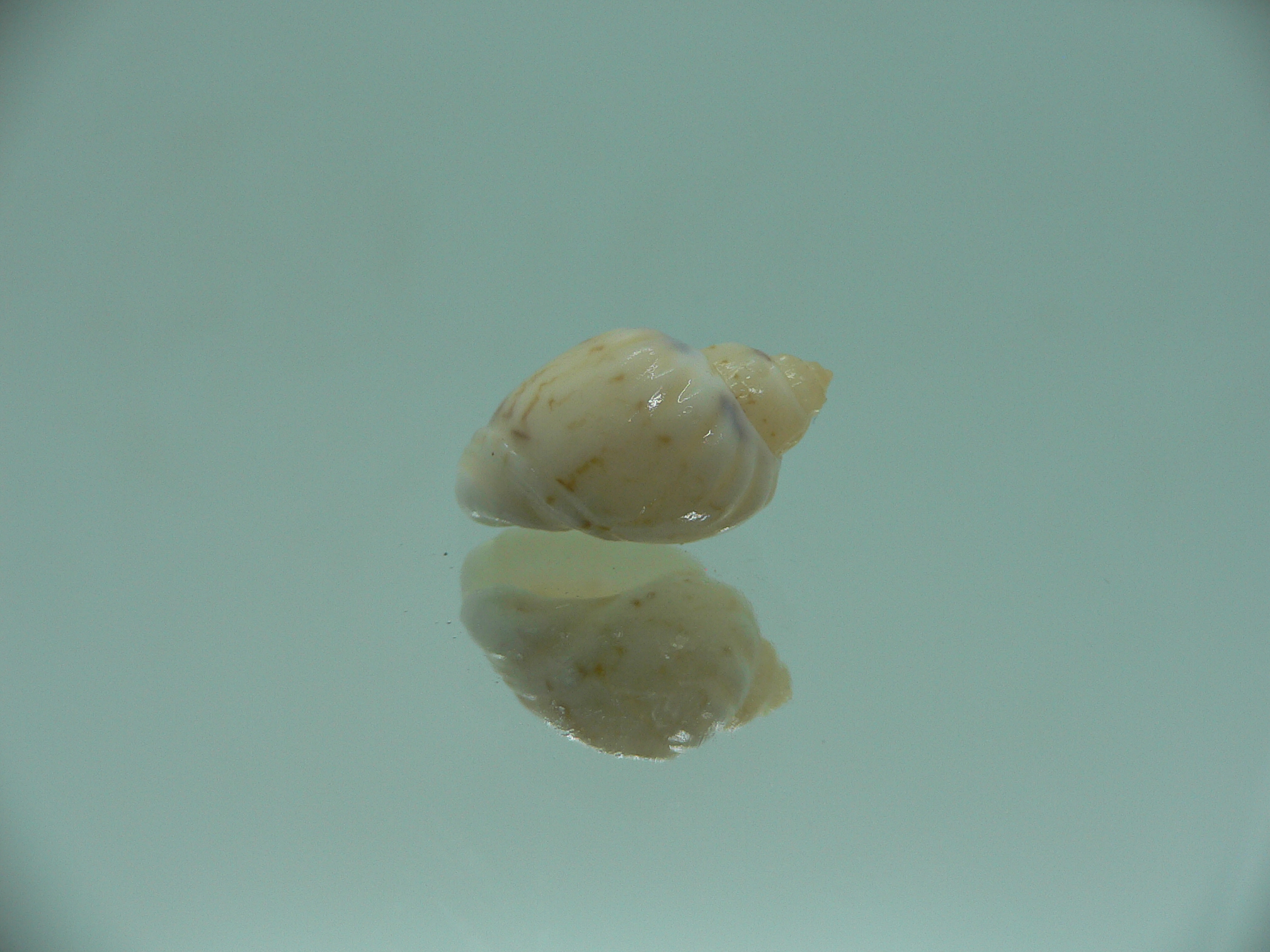 Nassodonta dorri (Oligohalinophila dorri) BRIGHT & VERY BIG