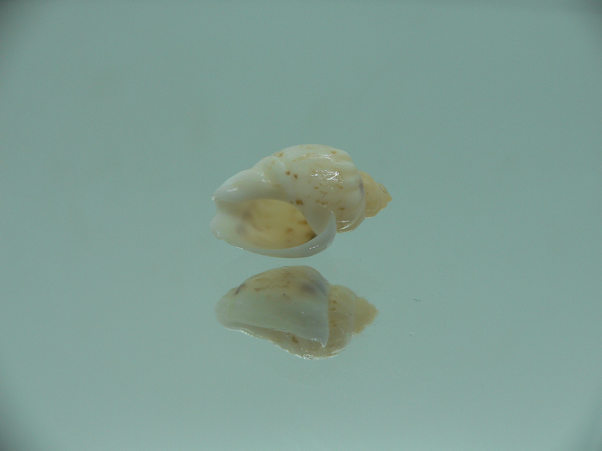 Nassodonta dorri (Oligohalinophila dorri) BRIGHT & VERY BIG