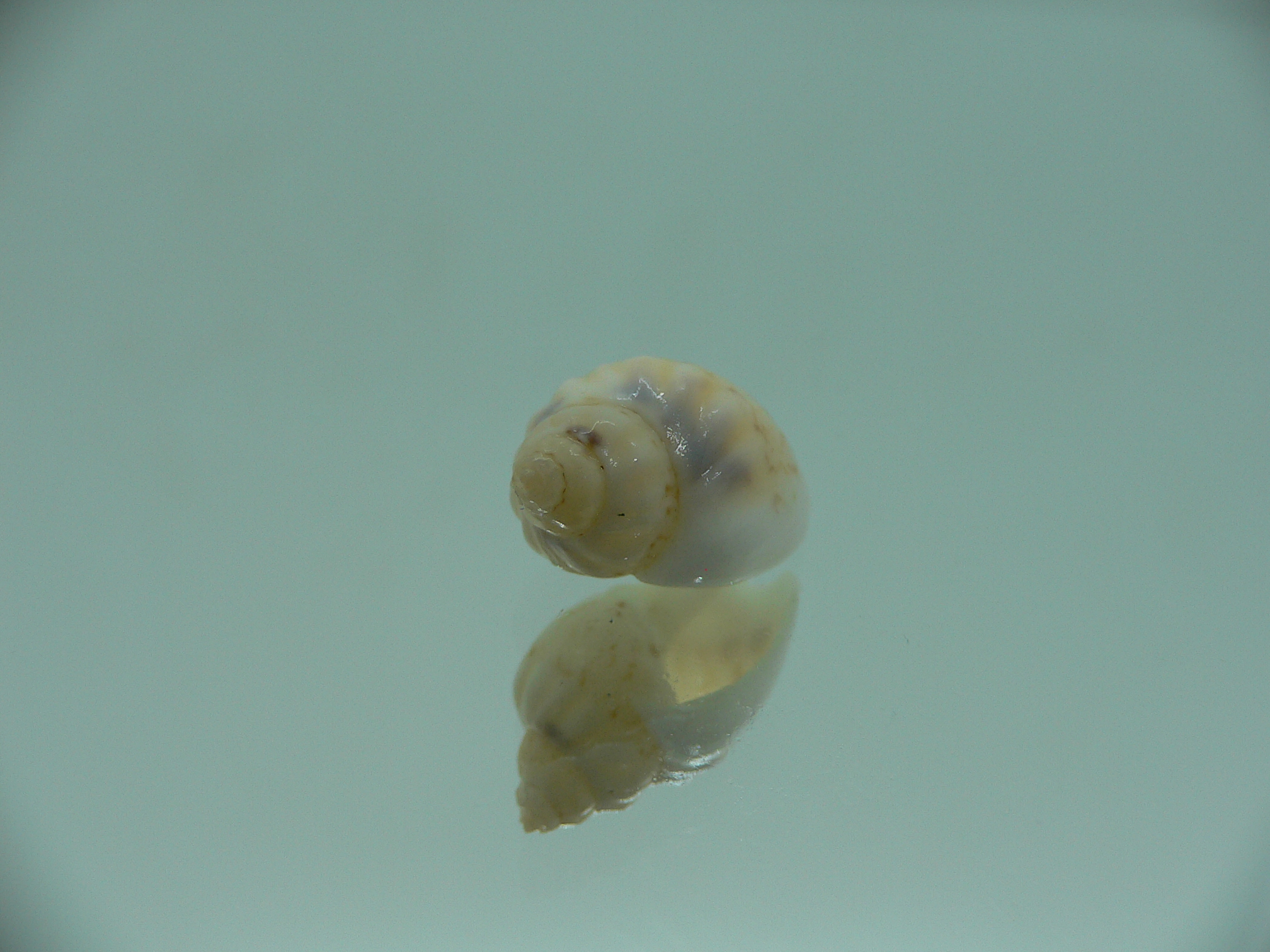 Nassodonta dorri (Oligohalinophila dorri) BRIGHT & VERY BIG