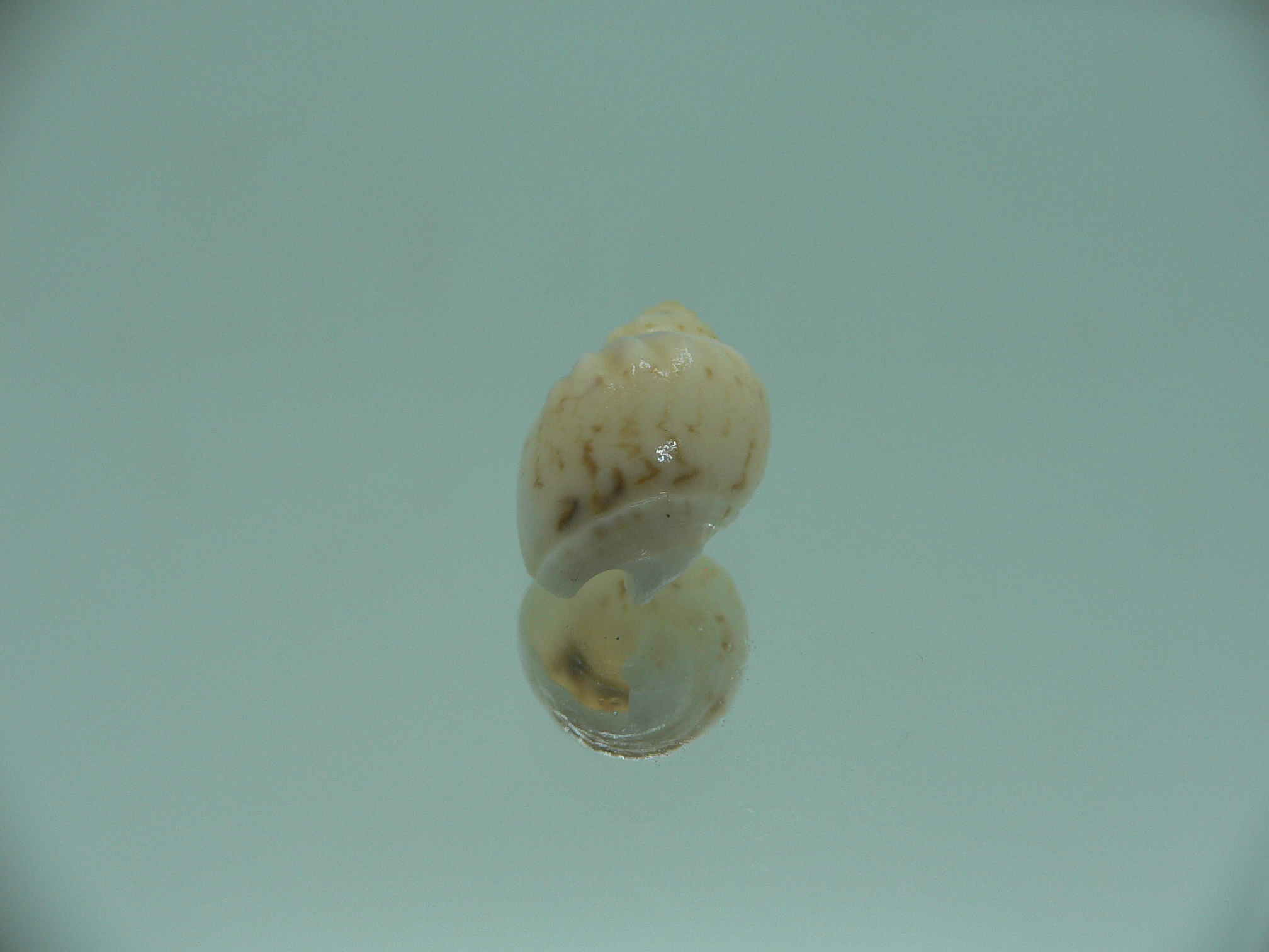 Nassodonta dorri (Oligohalinophila dorri) BRIGHT & VERY BIG