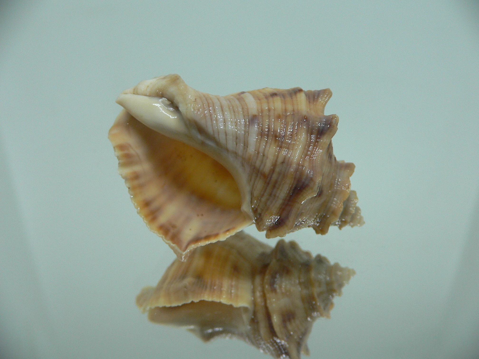 Indothais lacera GOLD FORM