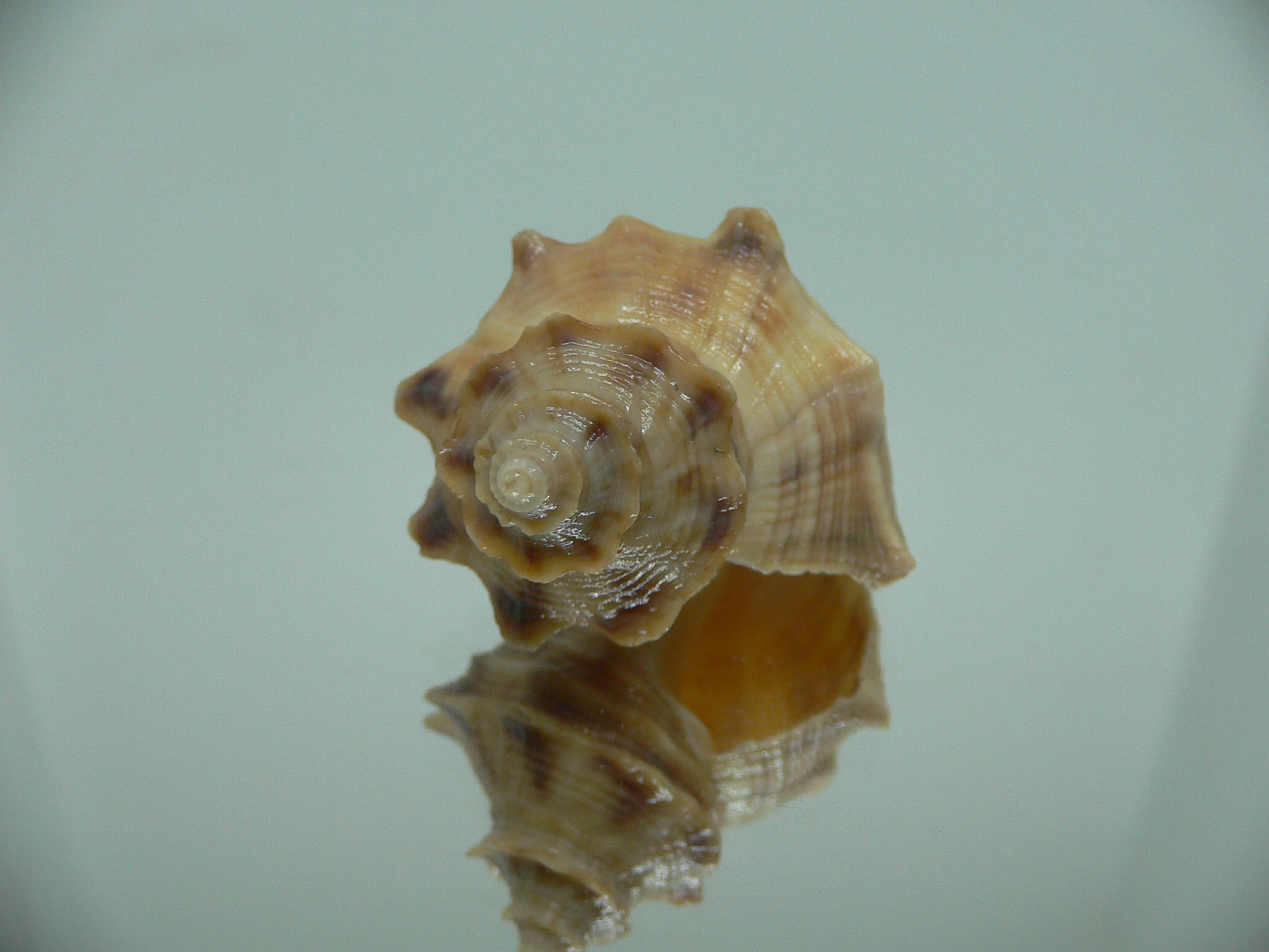 Indothais lacera GOLD FORM