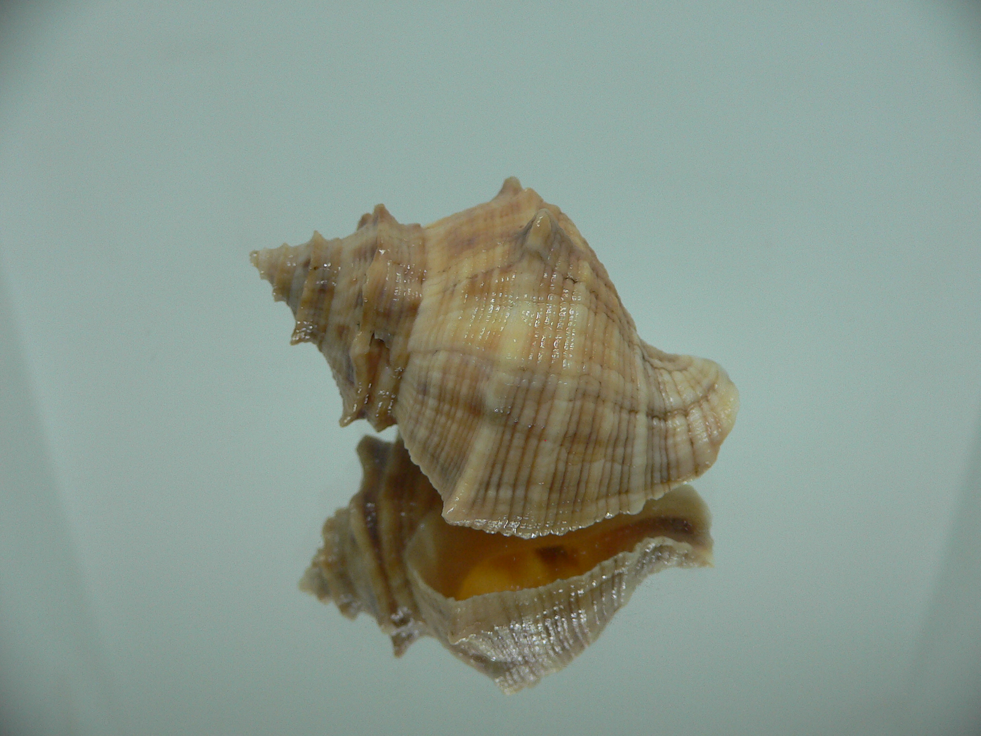 Indothais lacera GOLD FORM