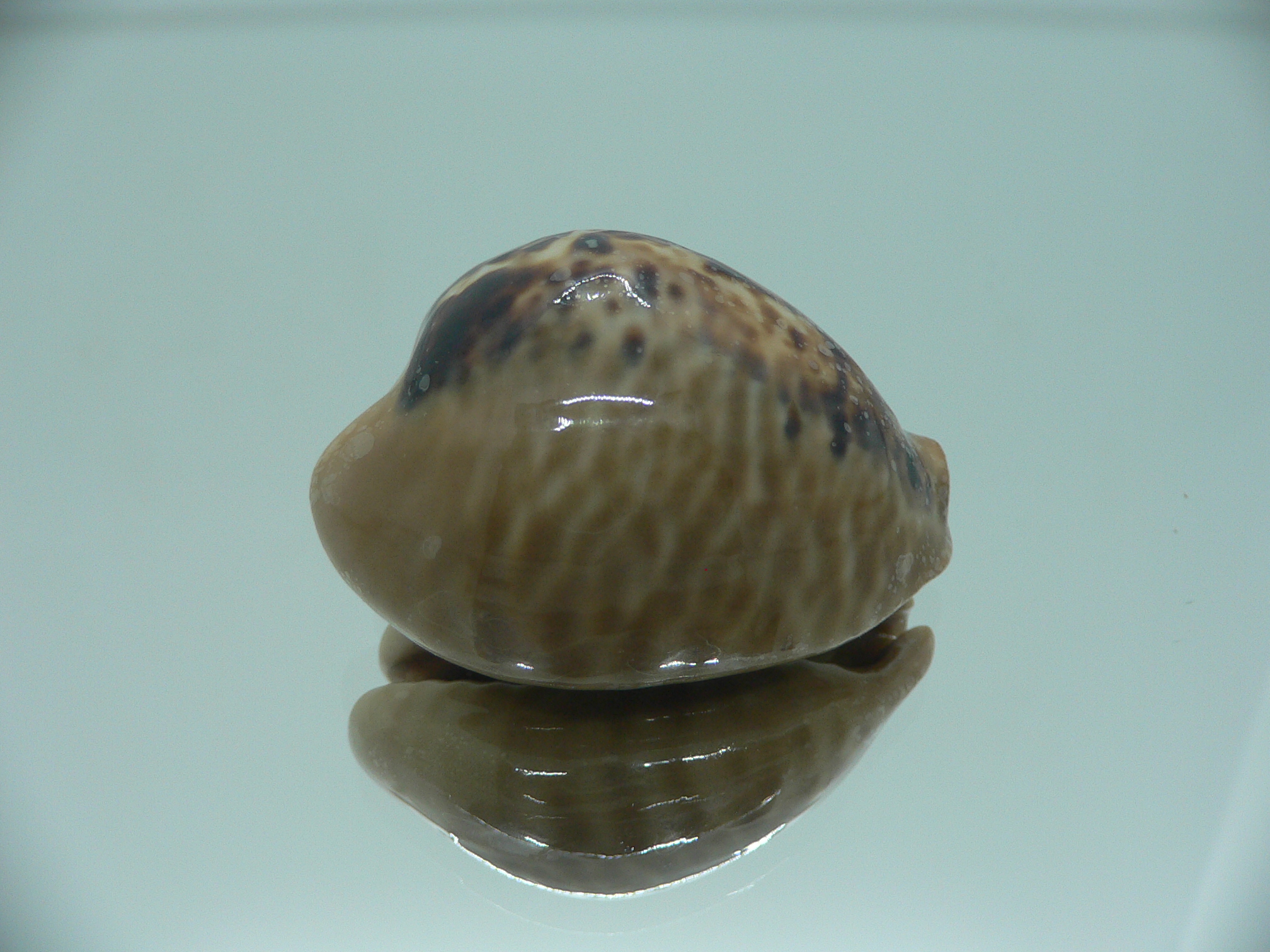 Сypraea mus mus 2
