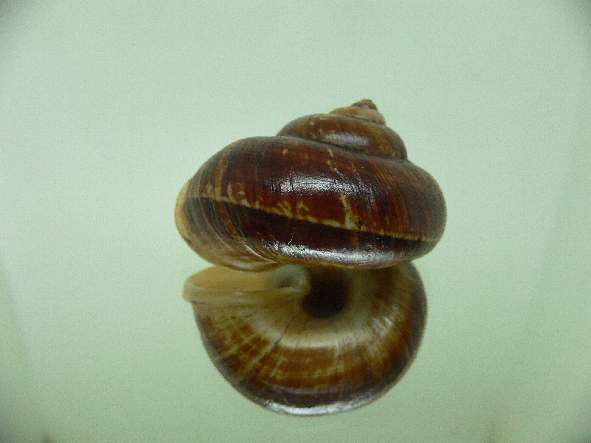 Cyclophorus siamensis SUPER