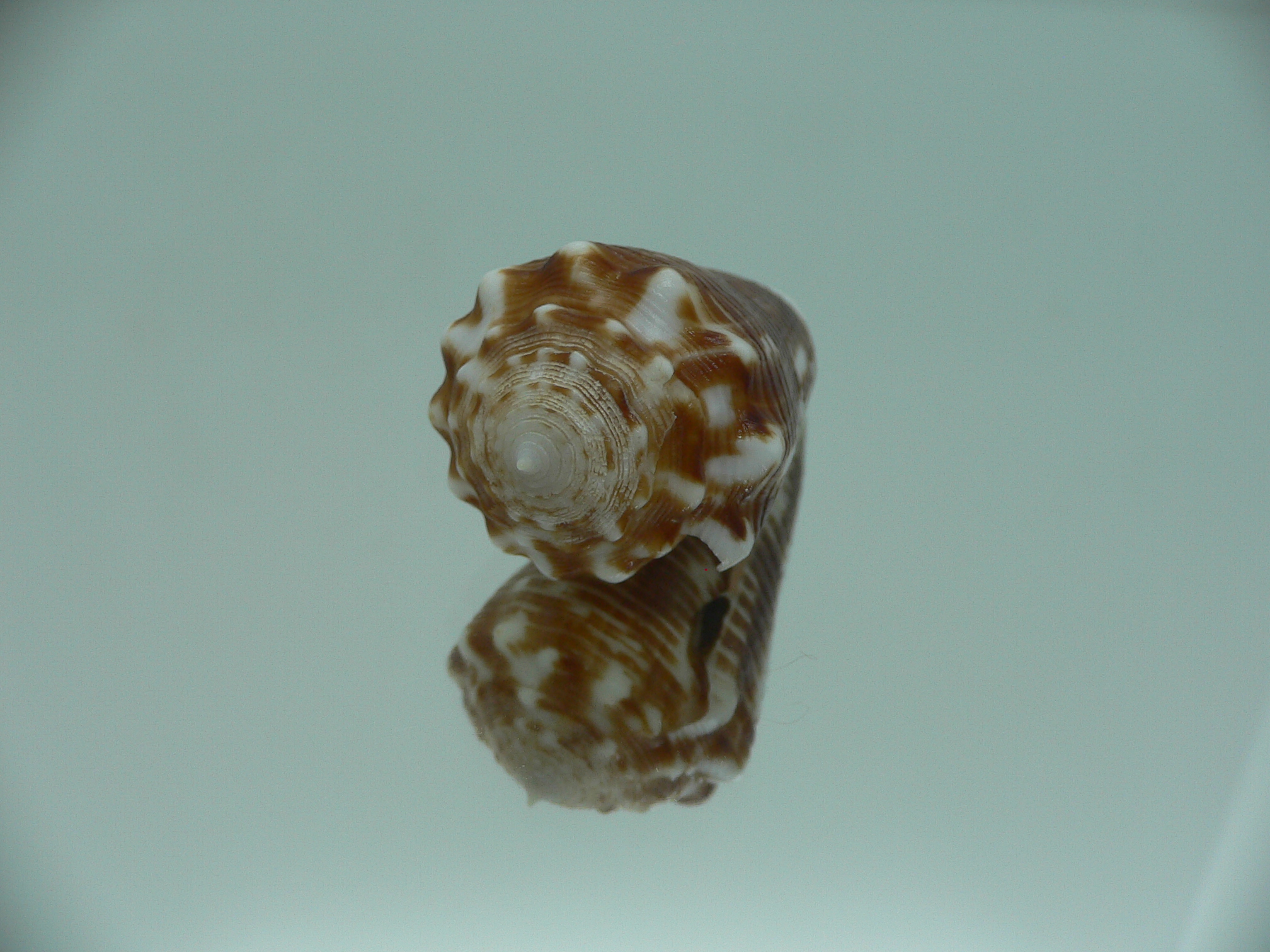 conus sulcocastaneus IDEAL