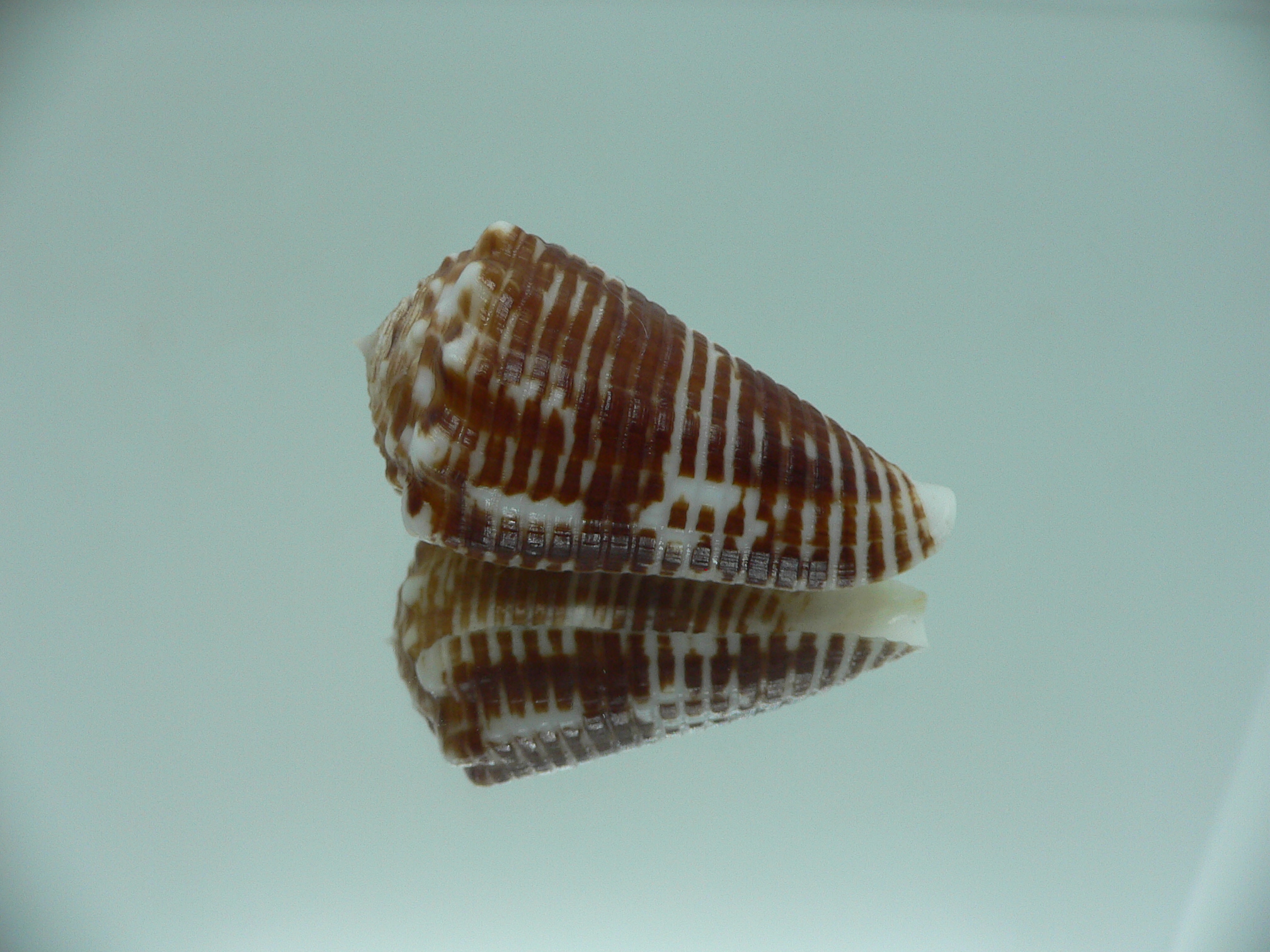 conus sulcocastaneus IDEAL