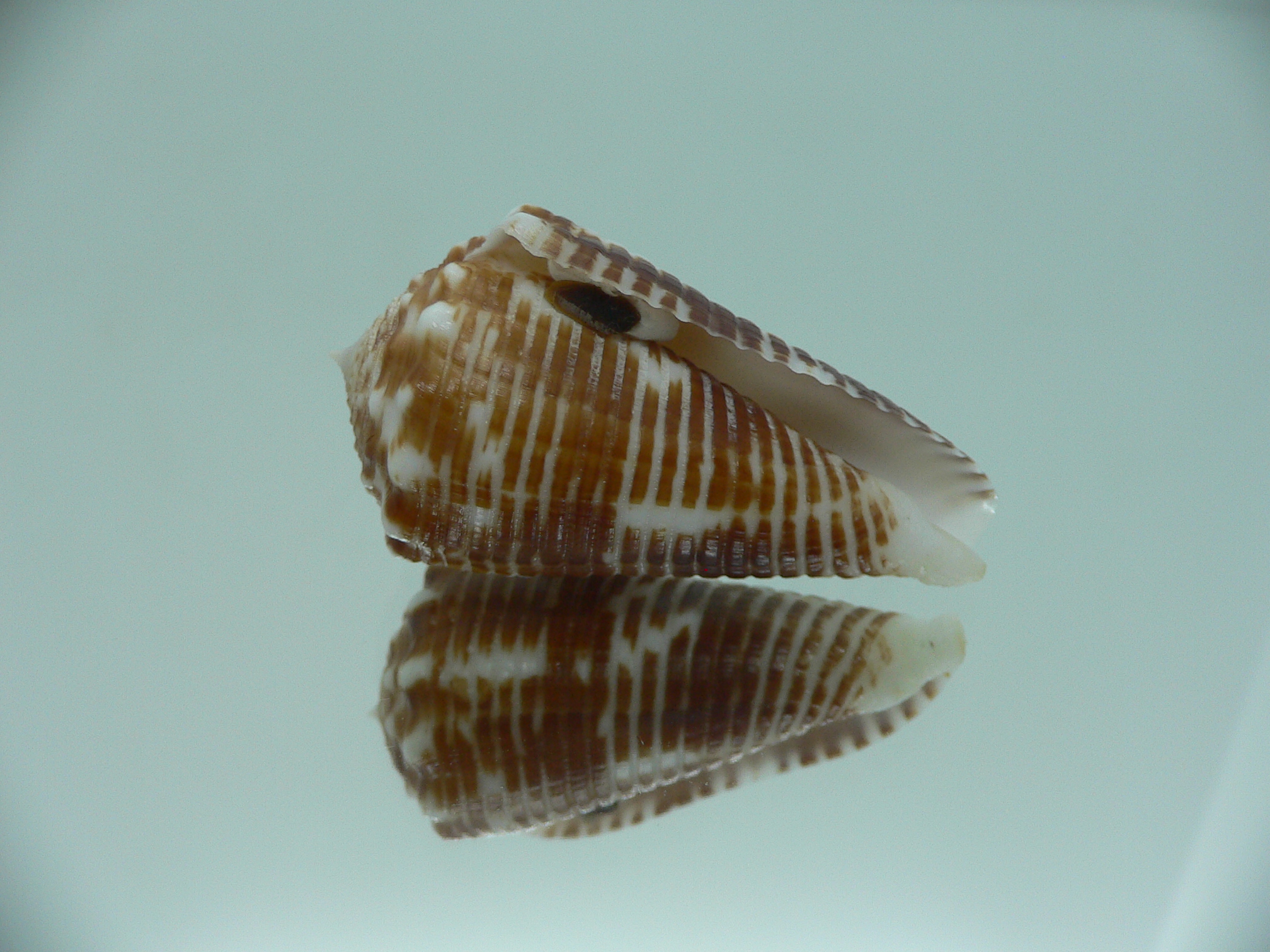 conus sulcocastaneus IDEAL