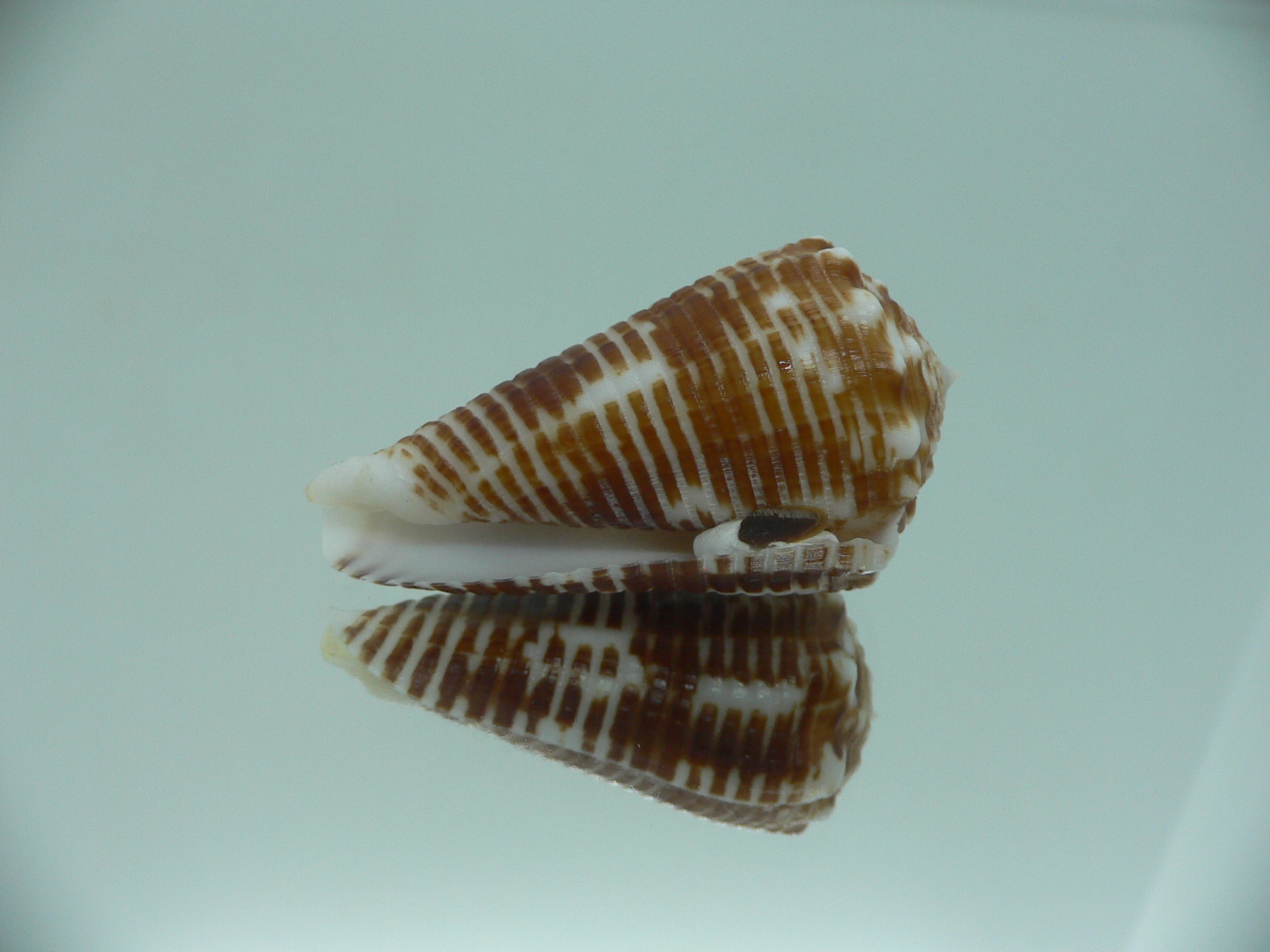 conus sulcocastaneus IDEAL