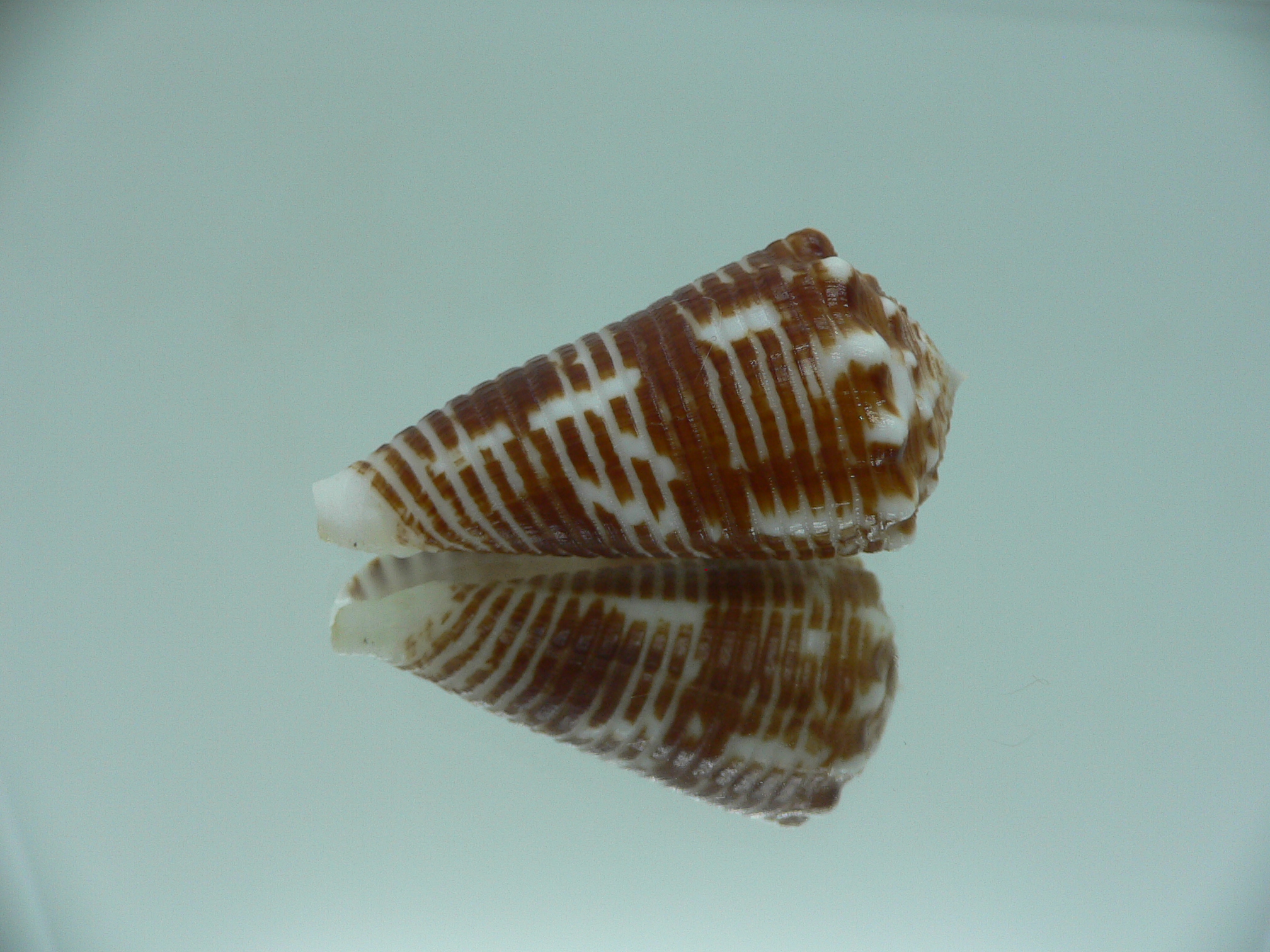 conus sulcocastaneus IDEAL