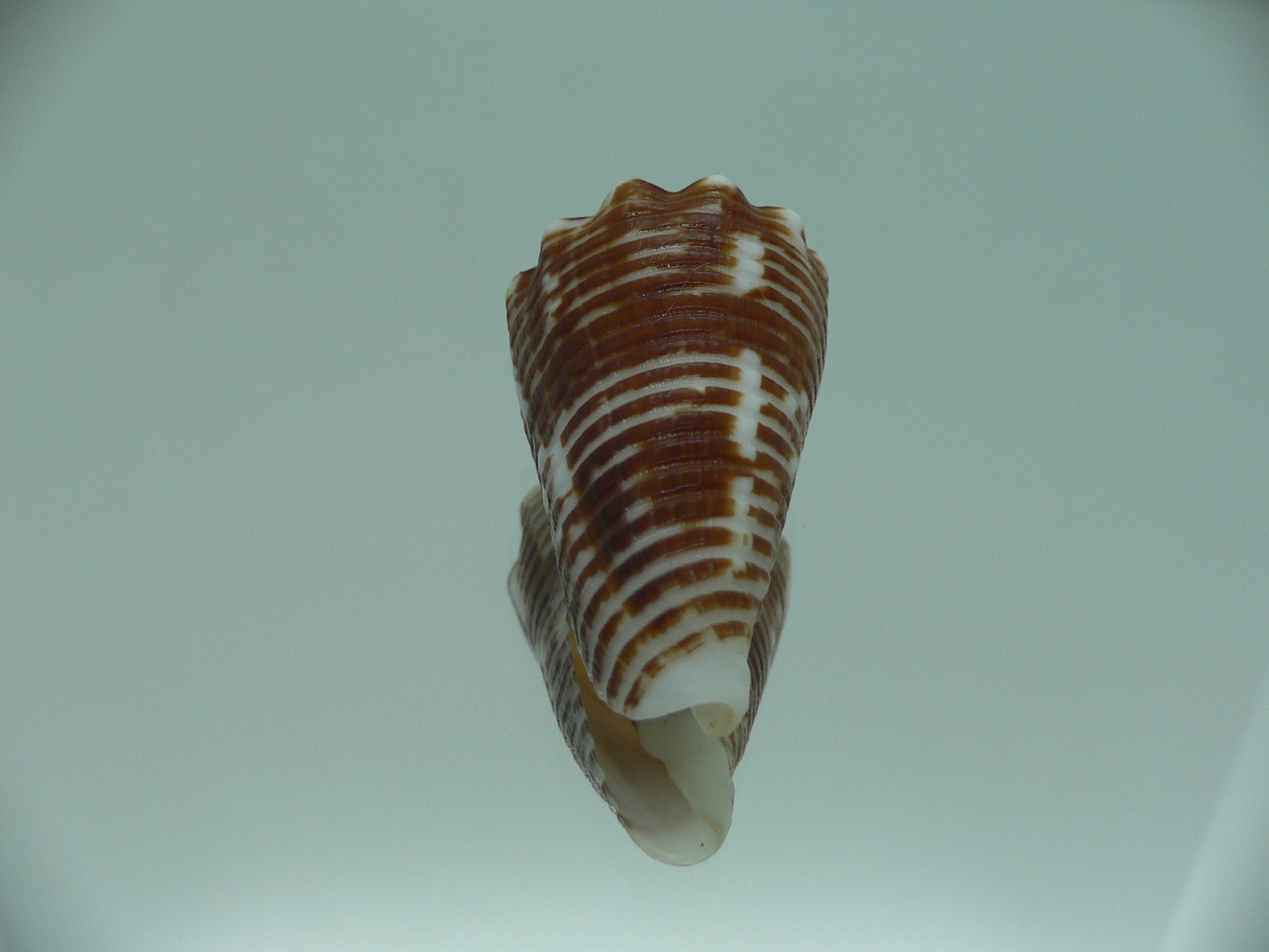conus sulcocastaneus IDEAL