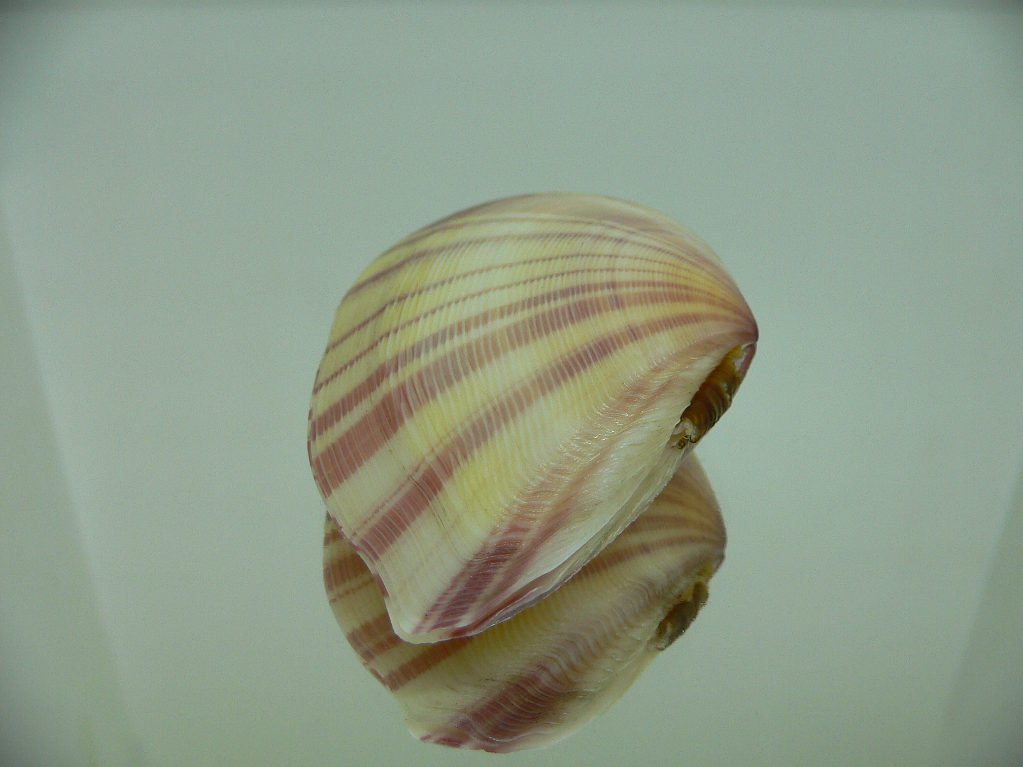 Tellina virgata BIG & UNUSUAL