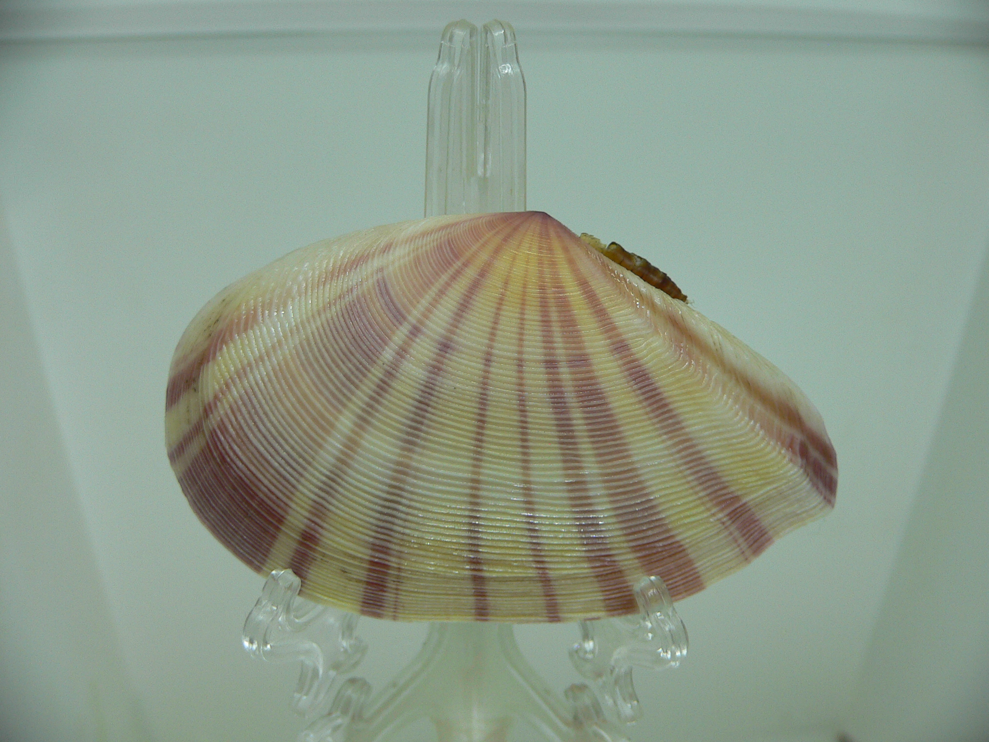Tellina virgata BIG & UNUSUAL
