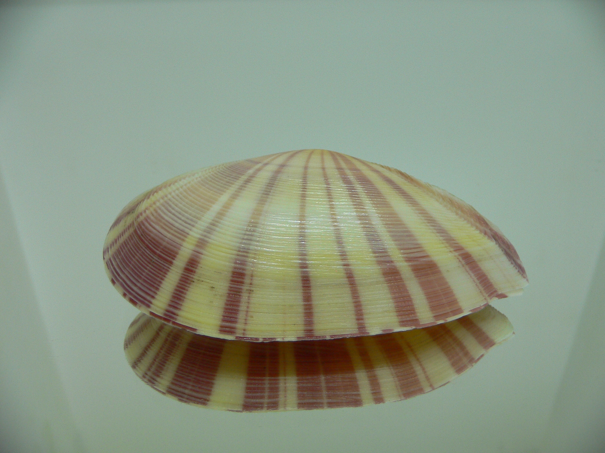 Tellina virgata BIG & UNUSUAL