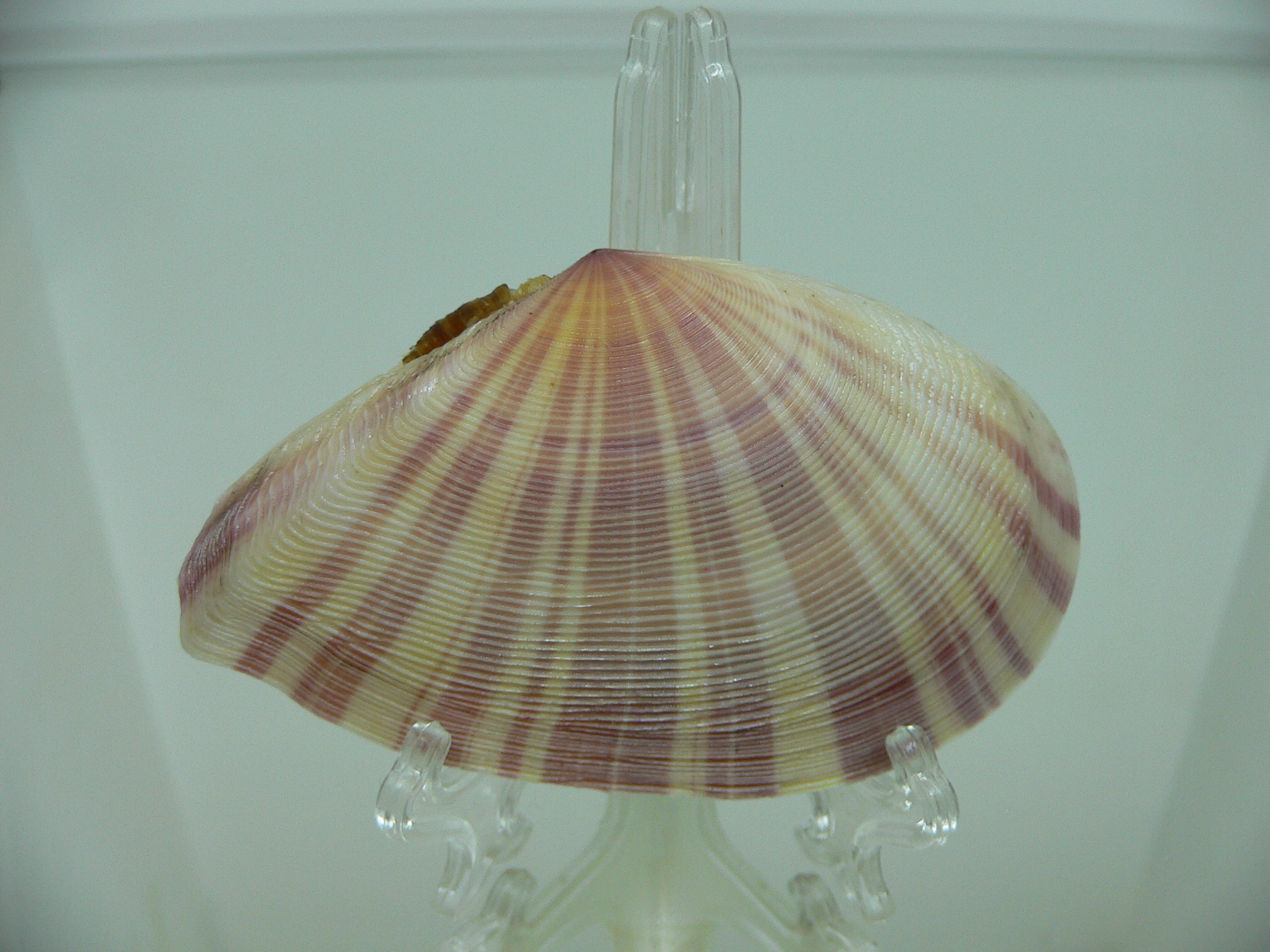 Tellina virgata BIG & UNUSUAL
