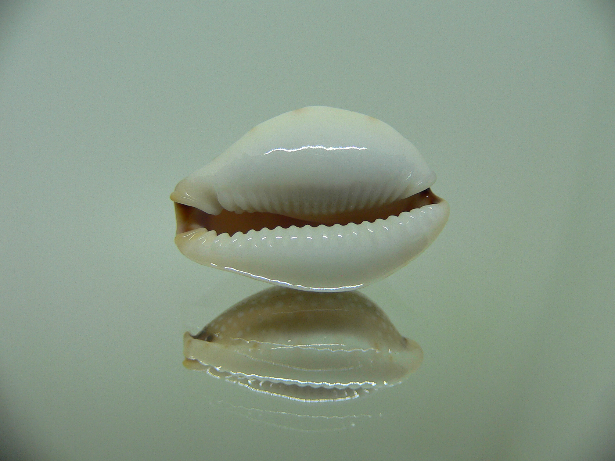 Cypraea gangranosa 1