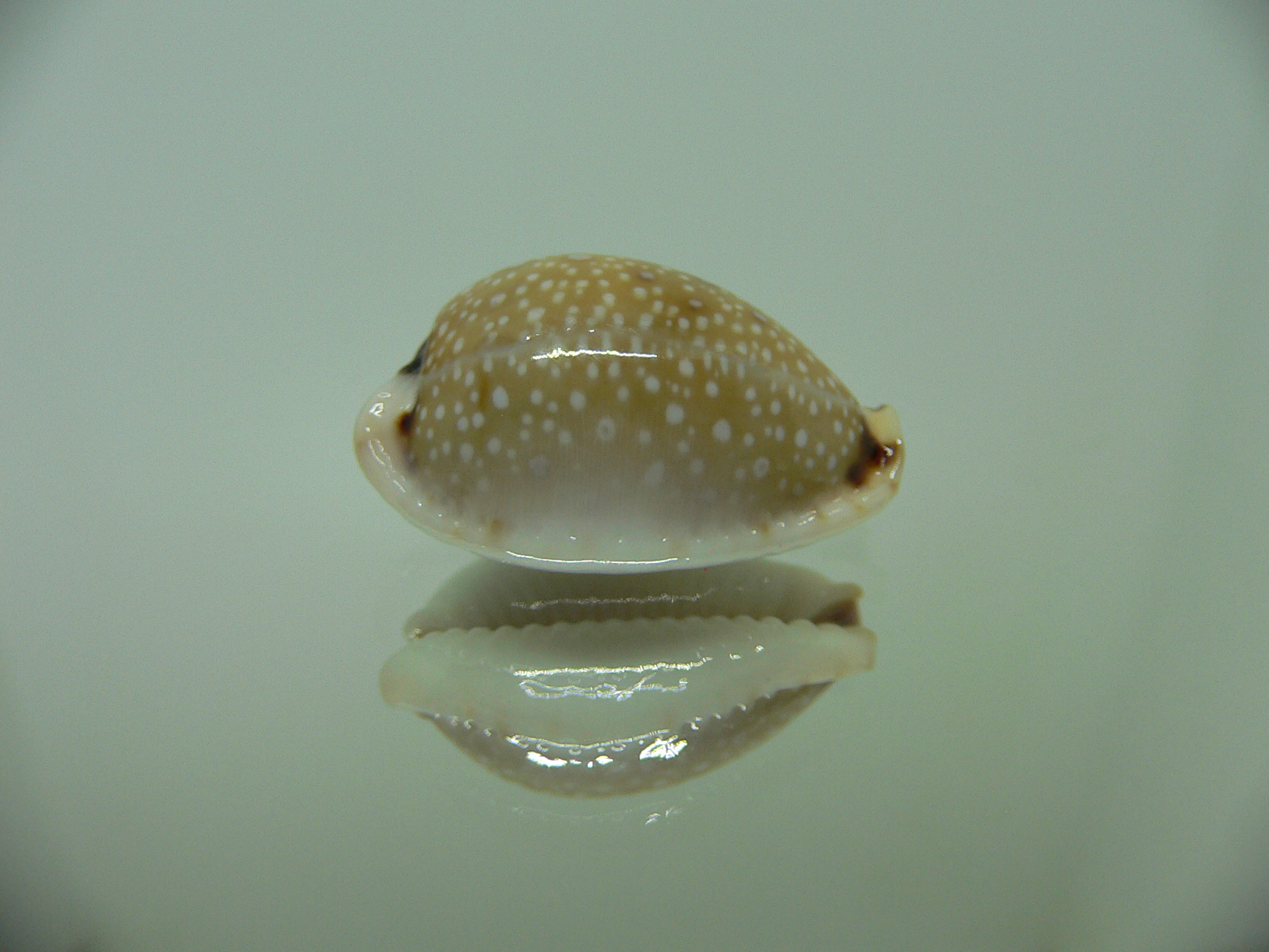 Cypraea gangranosa 1