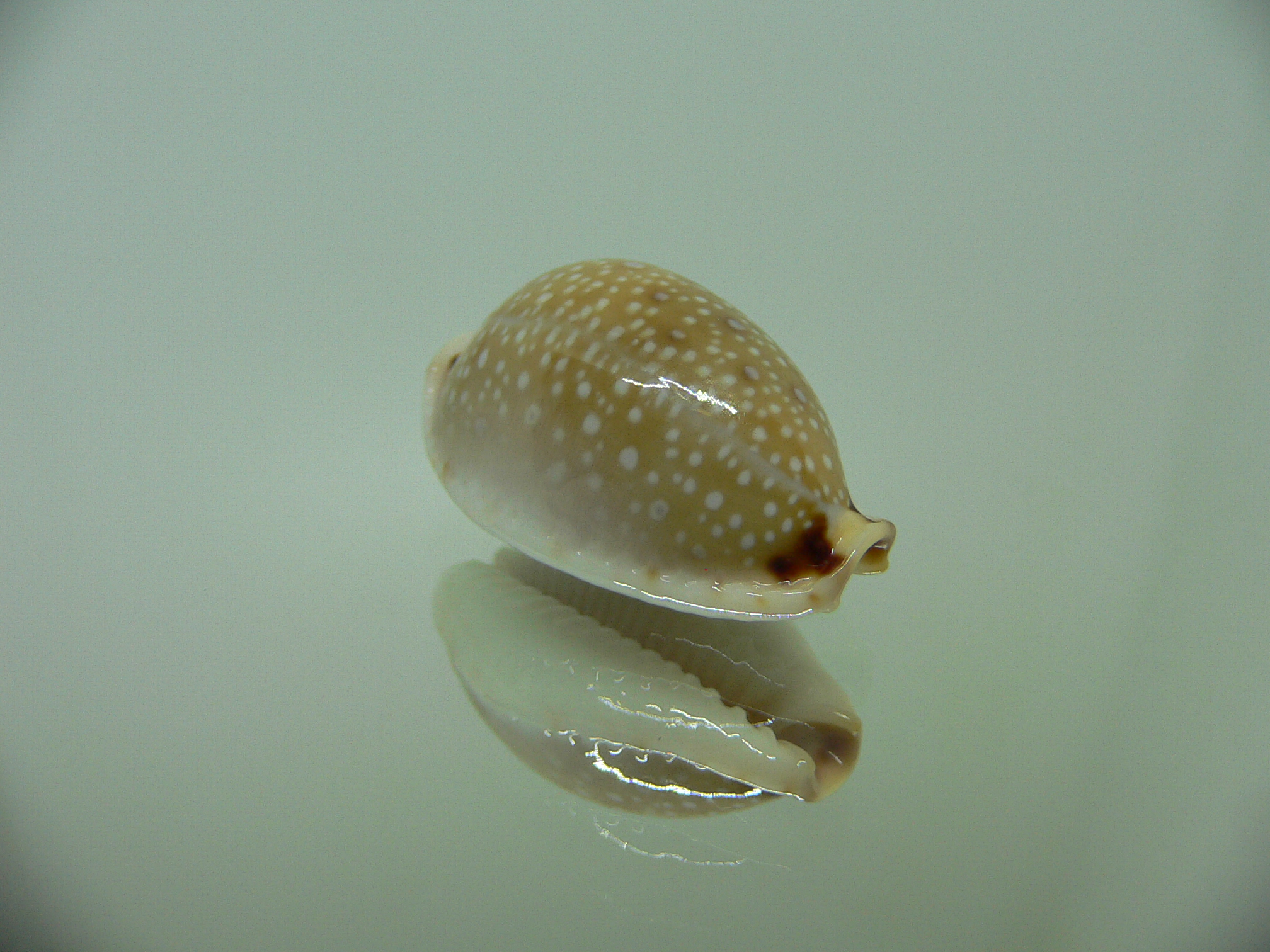 Cypraea gangranosa 1