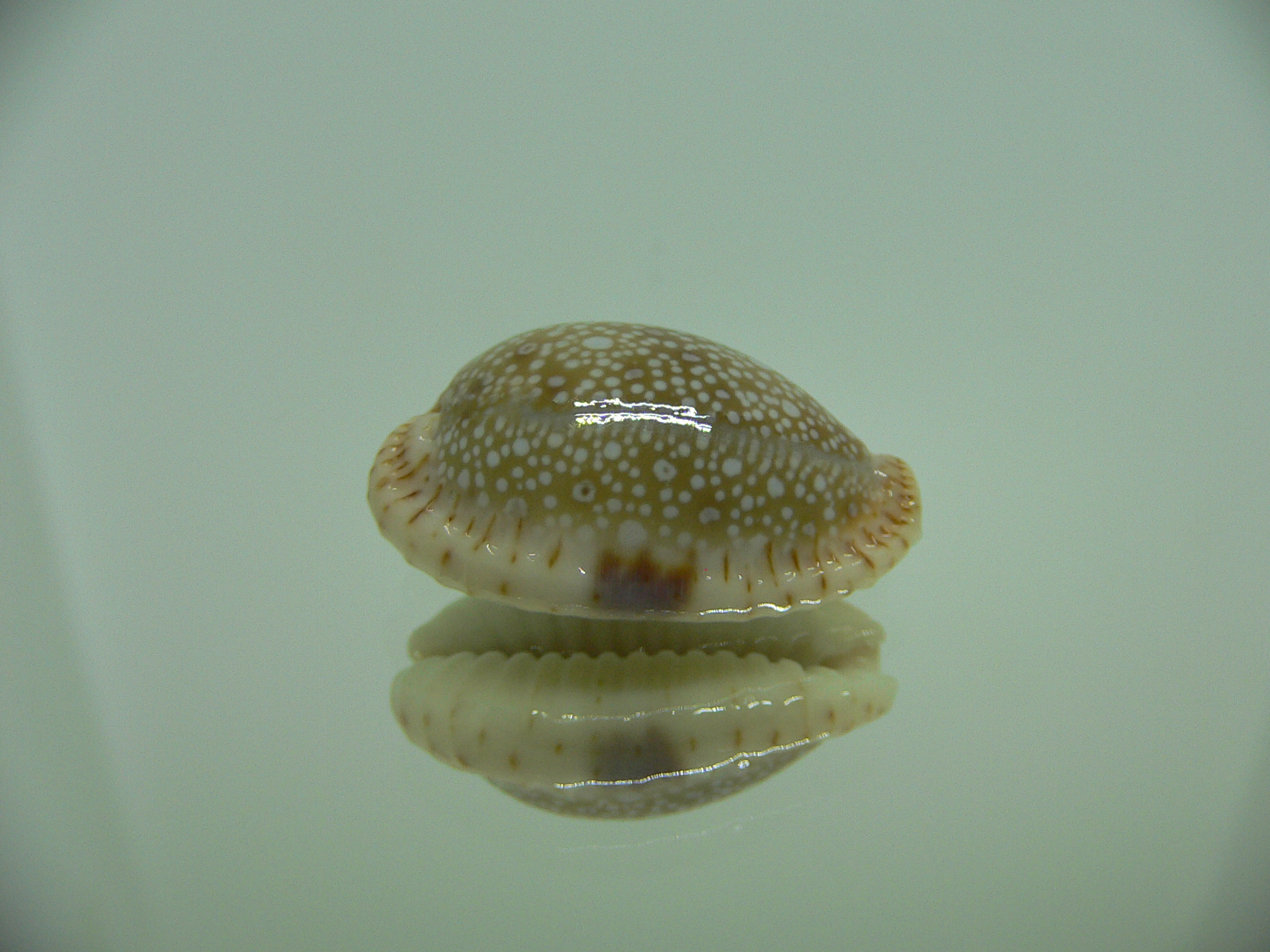 Cypraea erosa erosa DARK