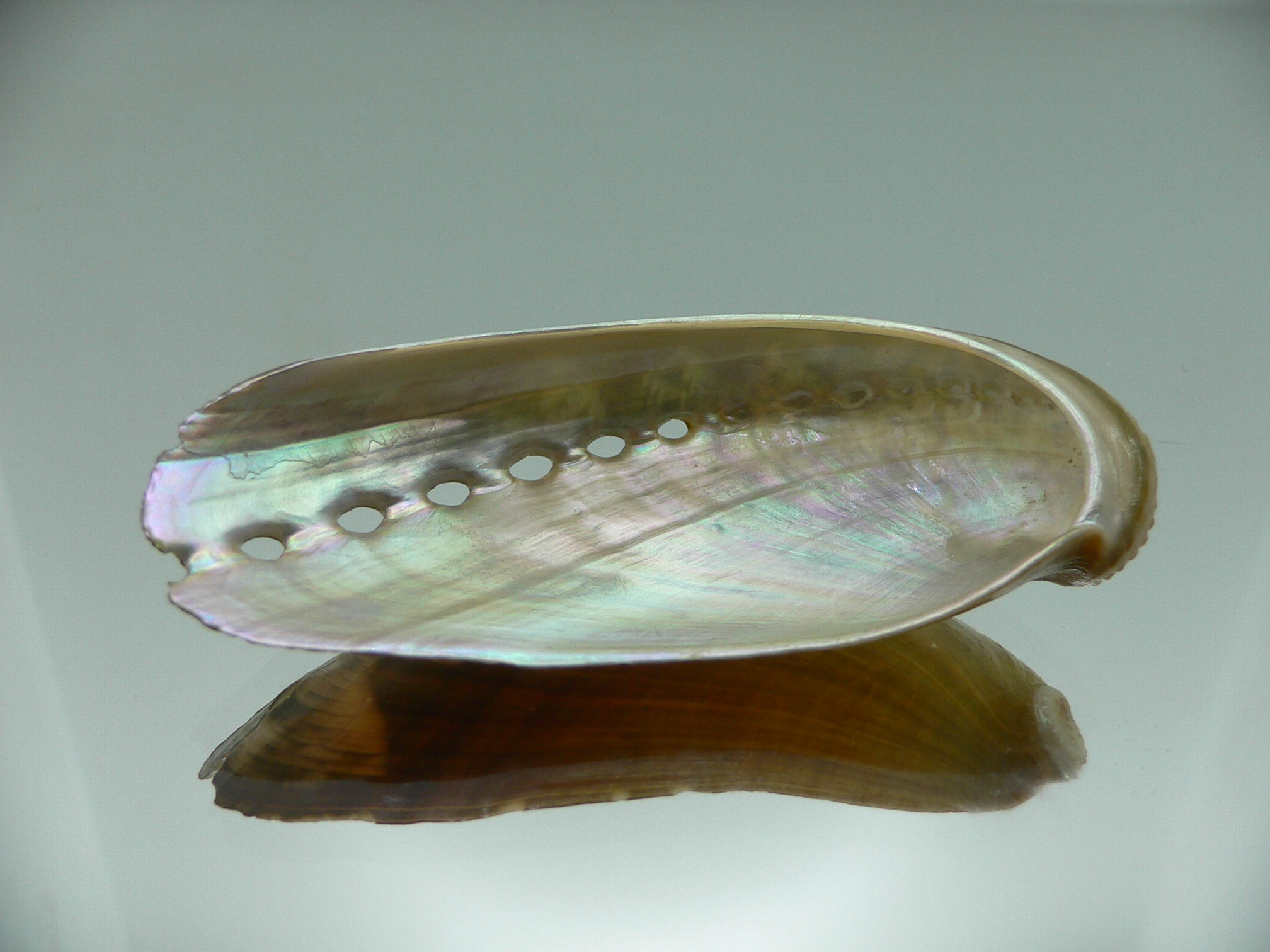 Haliotis asinina PEARL & ZIGZAG