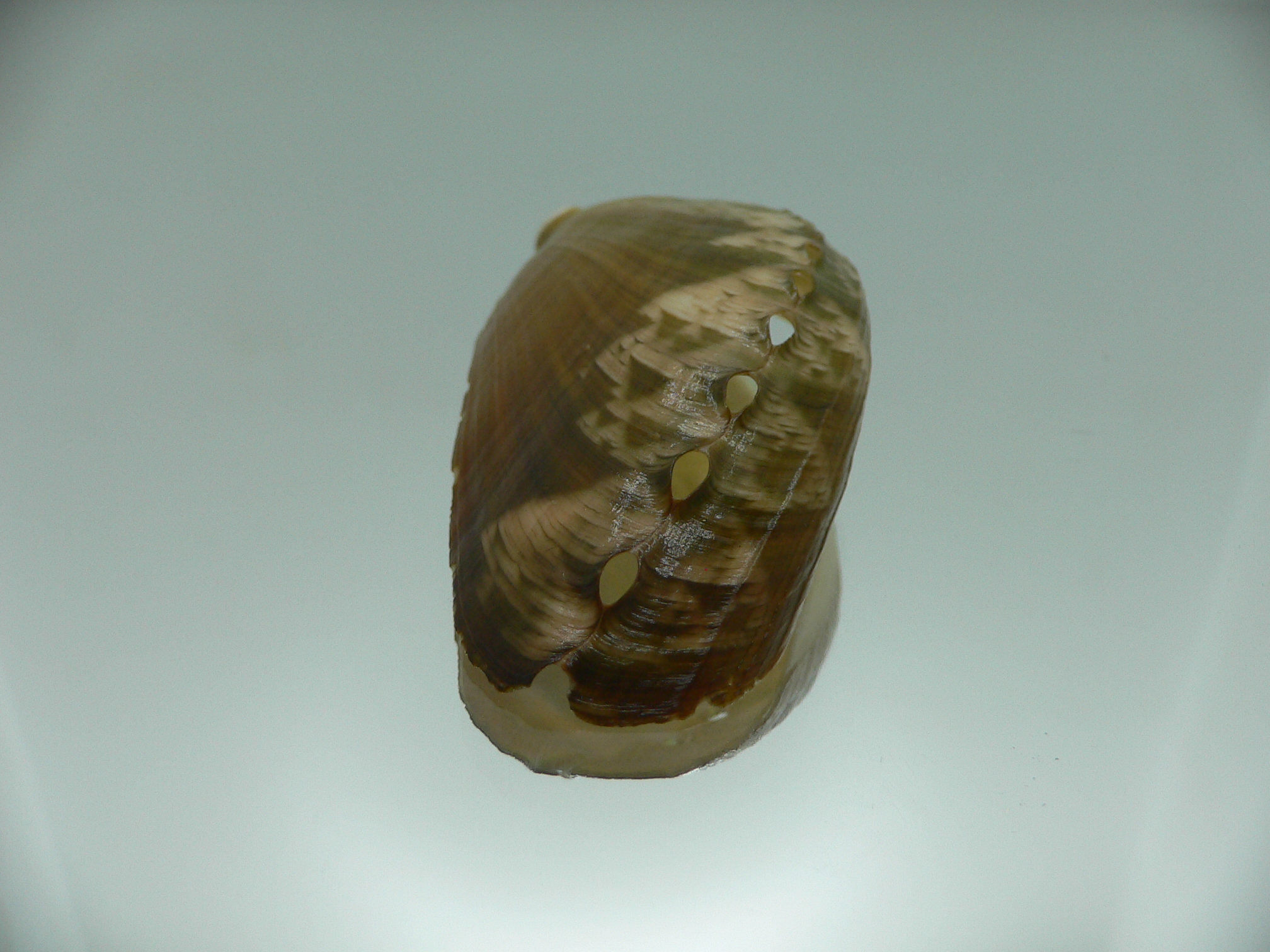 Haliotis asinina PEARL & ZIGZAG