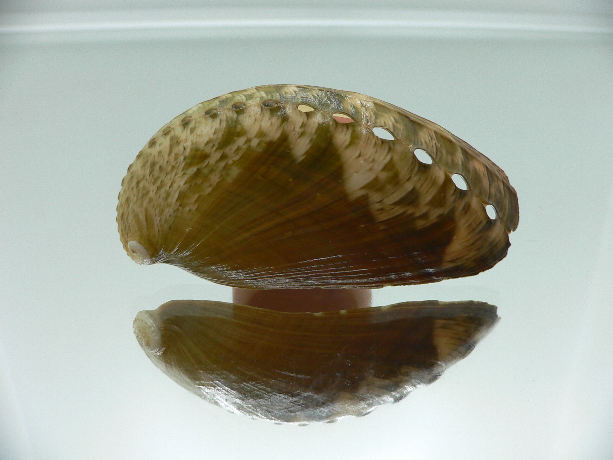 Haliotis asinina PEARL & ZIGZAG