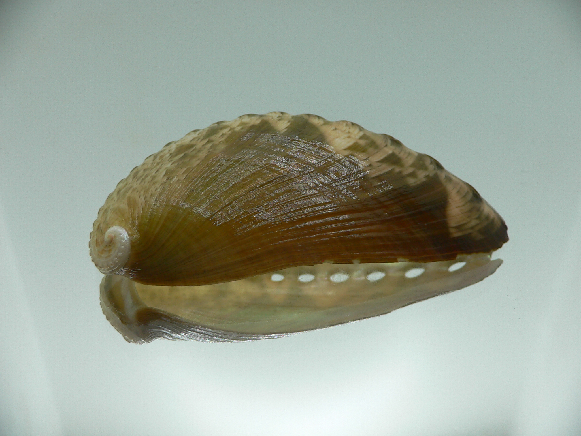 Haliotis asinina PEARL & ZIGZAG