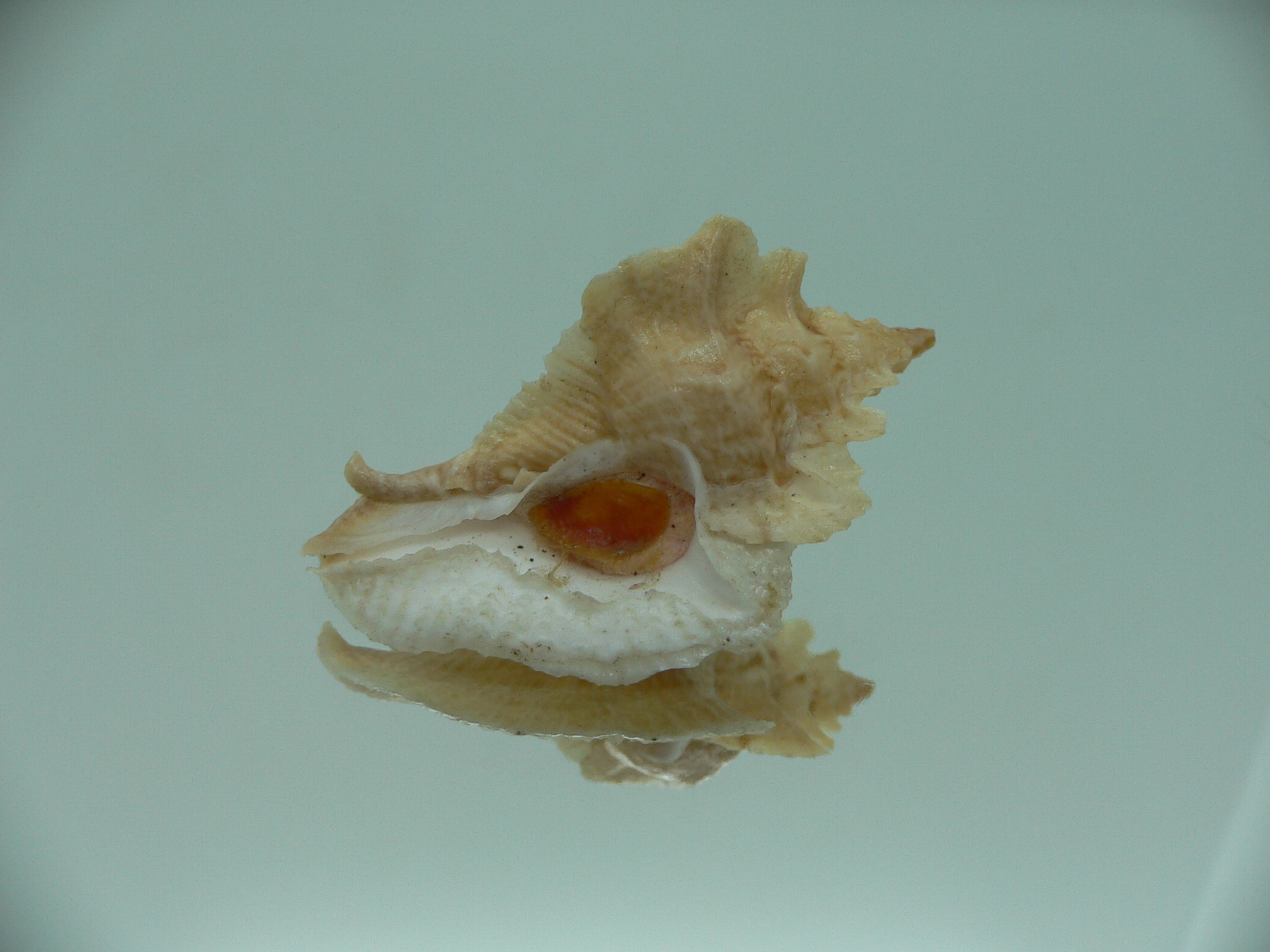 Pterochelus triformis IDEAL