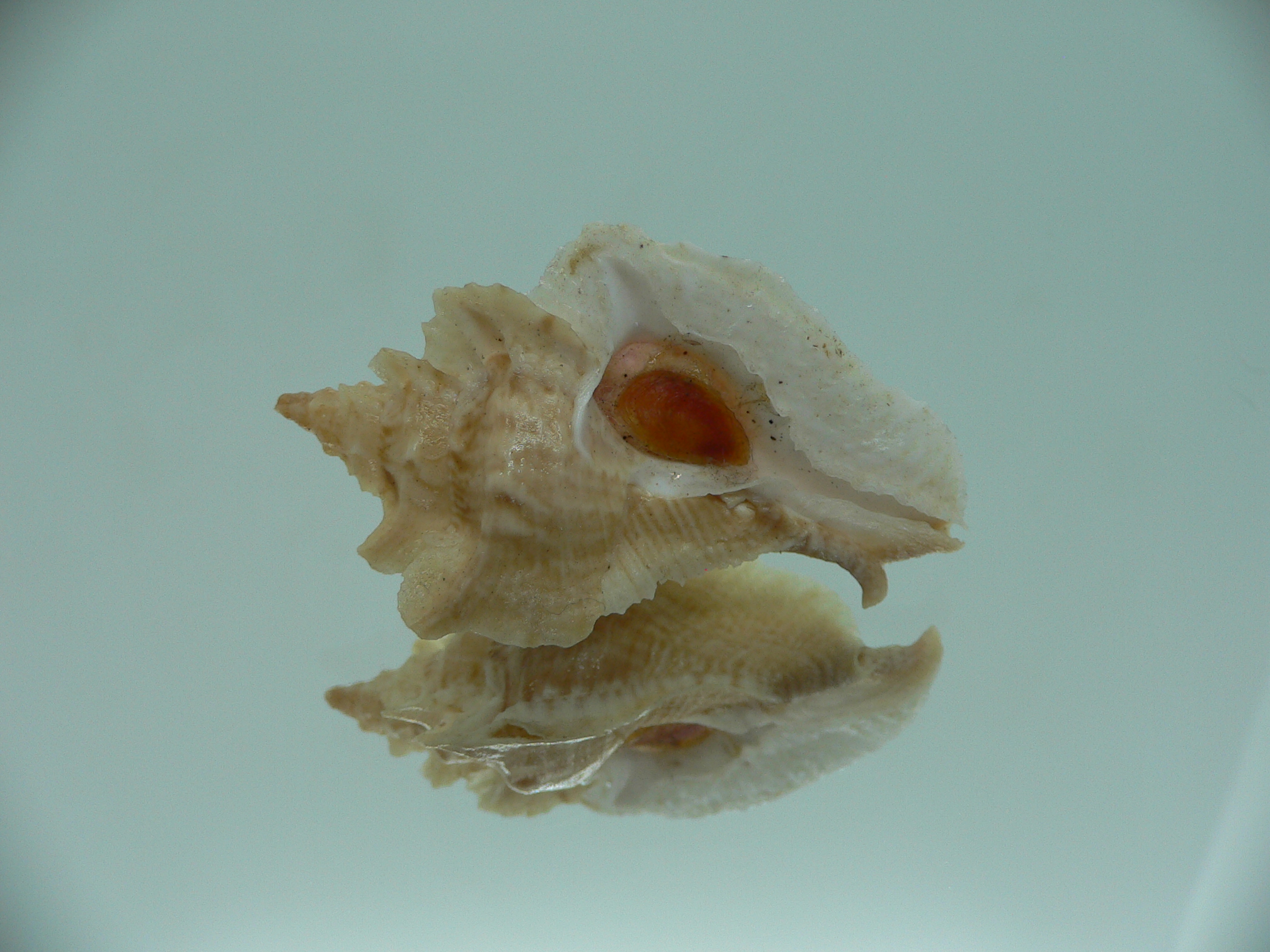 Pterochelus triformis IDEAL