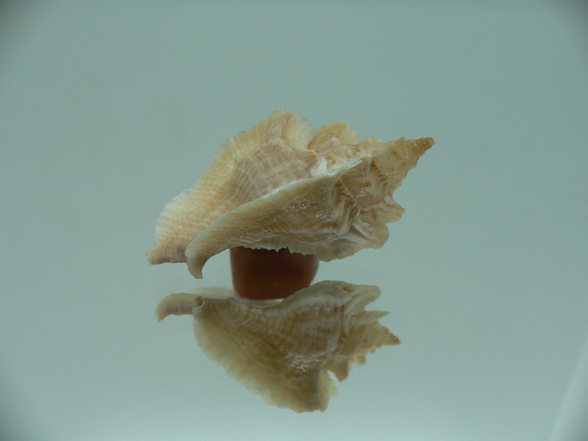 Pterochelus triformis IDEAL