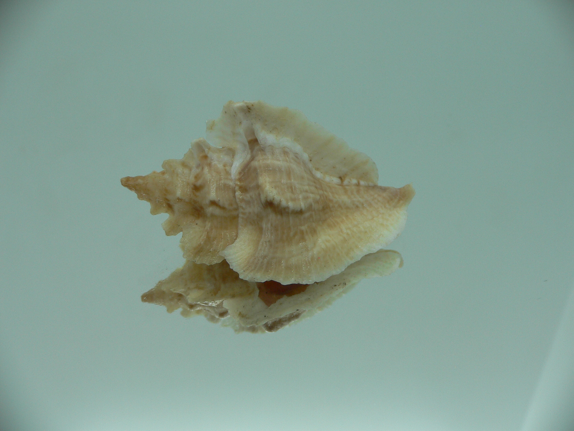 Pterochelus triformis IDEAL