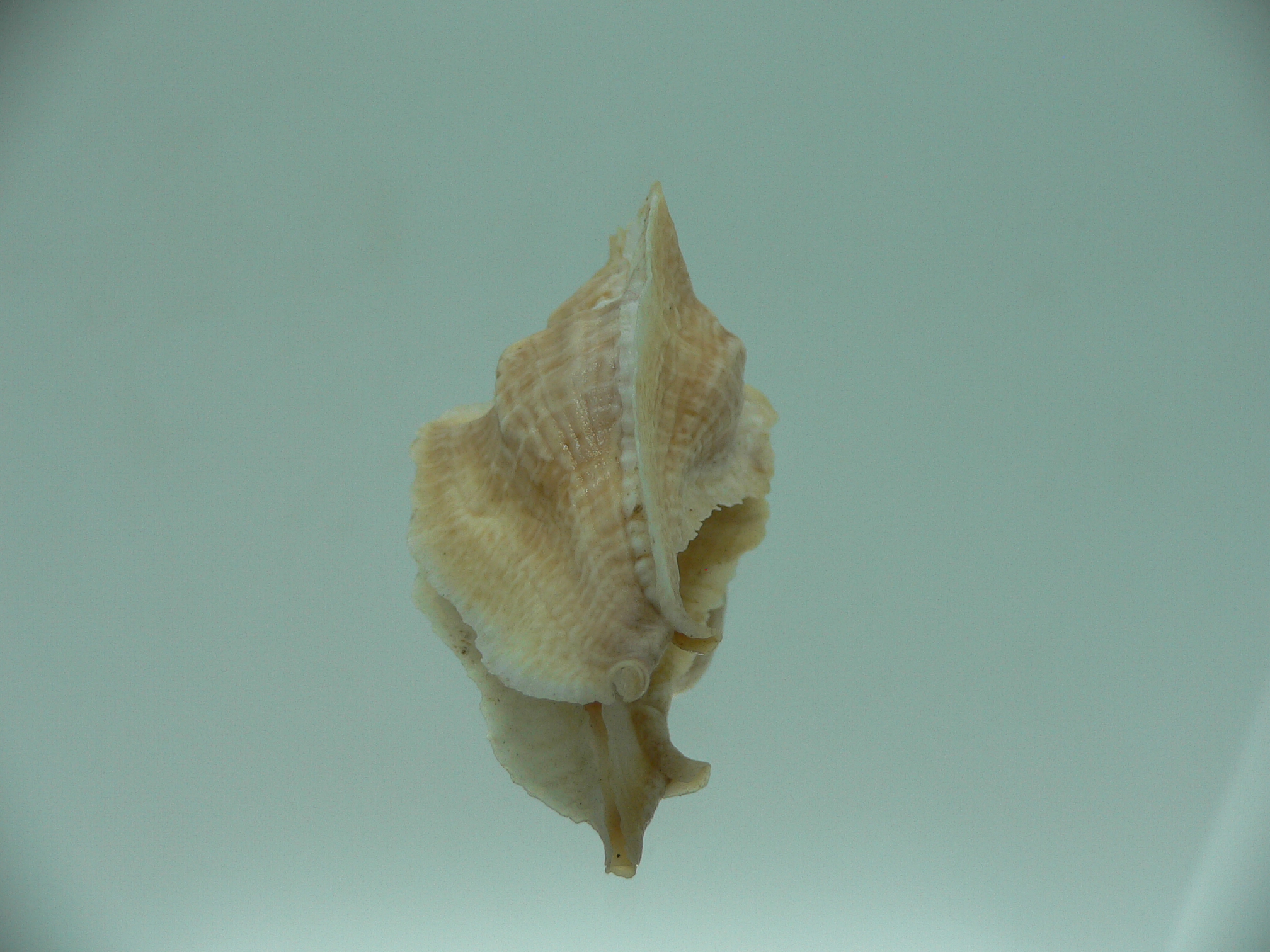 Pterochelus triformis IDEAL