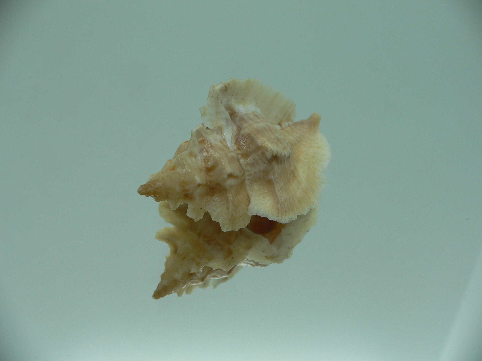 Pterochelus triformis IDEAL