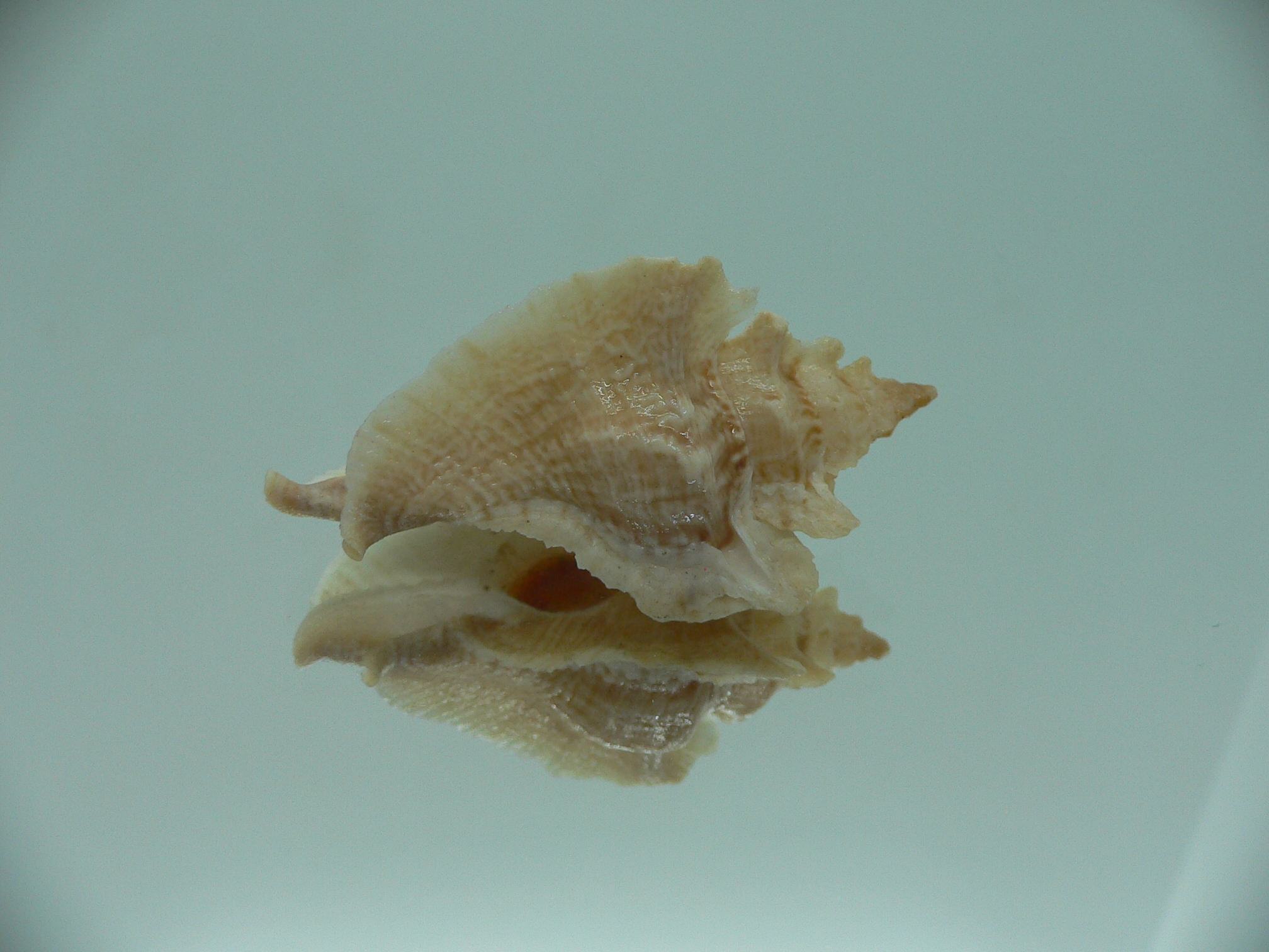 Pterochelus triformis IDEAL